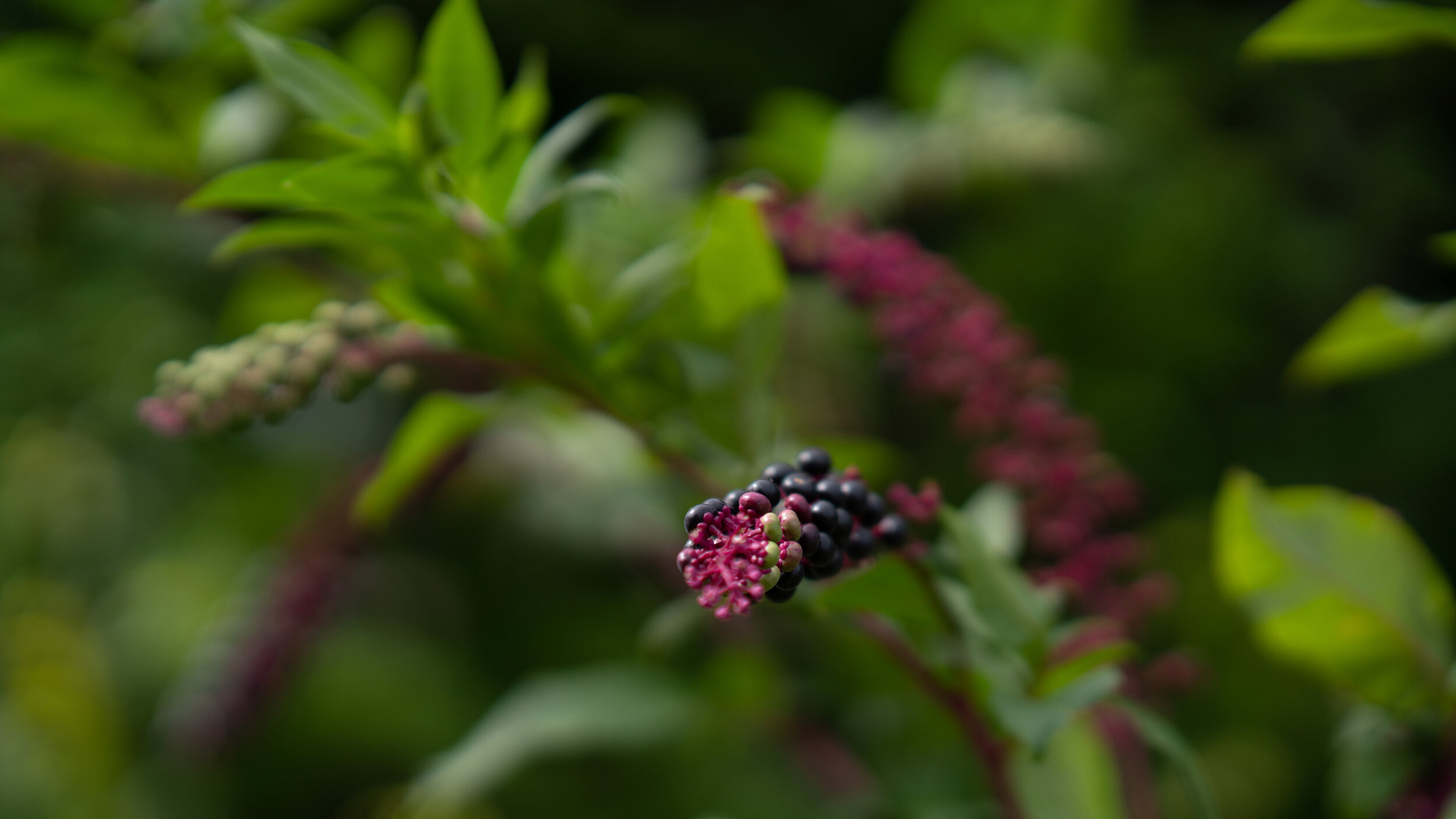 The Bush Blossoms In Spring.jpg