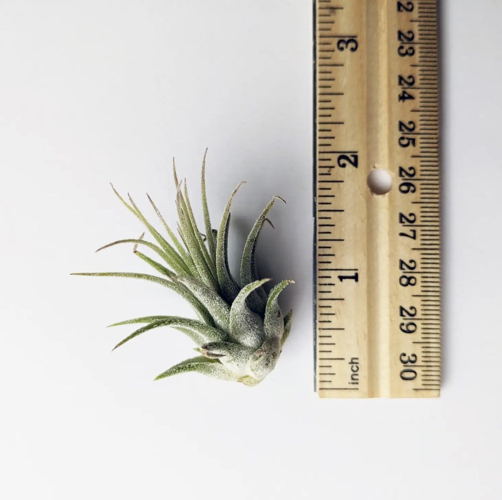 Ionantha Air Plant - Tiny Air Plant  stage.interiors