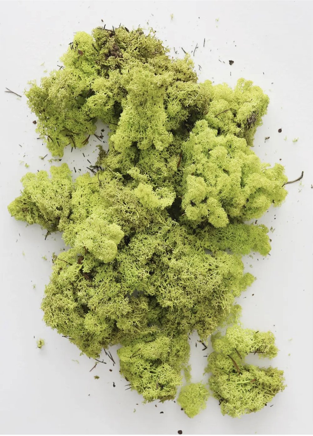 Bright Green Preserved Reindeer Moss - 1 lb — stage.interiors—