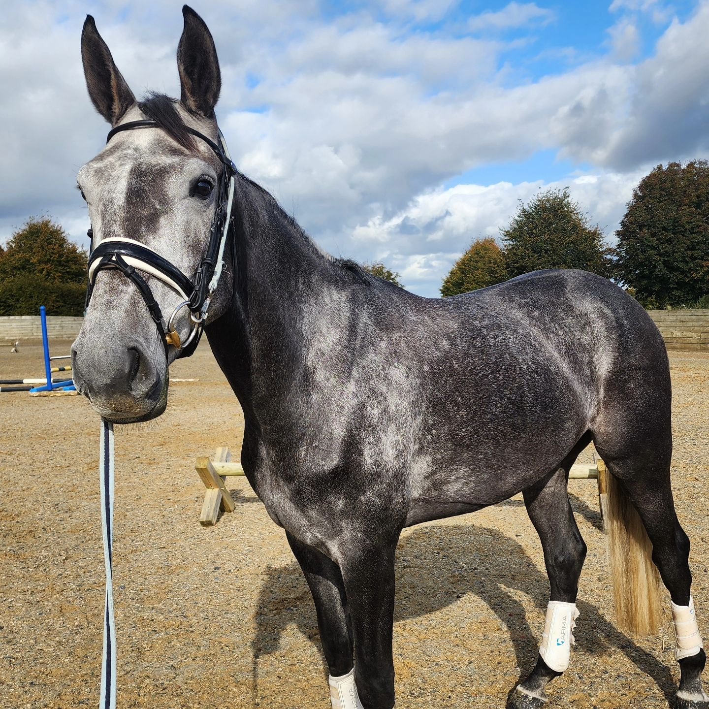 🦄💖 Welcome to the Team NPS Nebraska 🍾💕

This stunning 4yr old Mare owned by my wonderful parents, Clive and Pam, arrived safely from Ireland yesterday afternoon. 
She is by NPS Super NOVA and has been beautifully produced by Andrew Williams and J