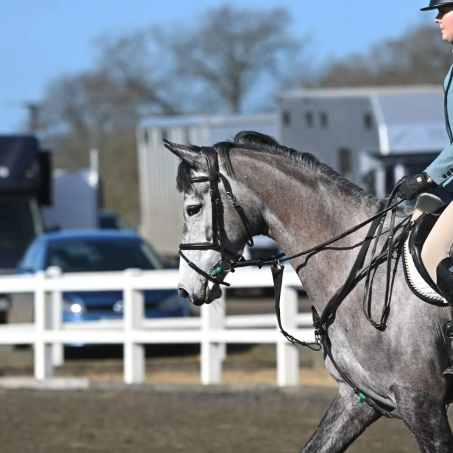Talented future jumper for sale ✨️ 🦄

Phyllis - Phyllensky Girl 6yo - 15.3hh Grey Mare 
By Phil VD Wezelse Heihoeve (Cornet Obolensky) out of Neil&rsquo;s Girl (High Roller). Same mother as Dougie Douglas, GB Nations Cup 1.60m Jumper. 

BS no. 45861