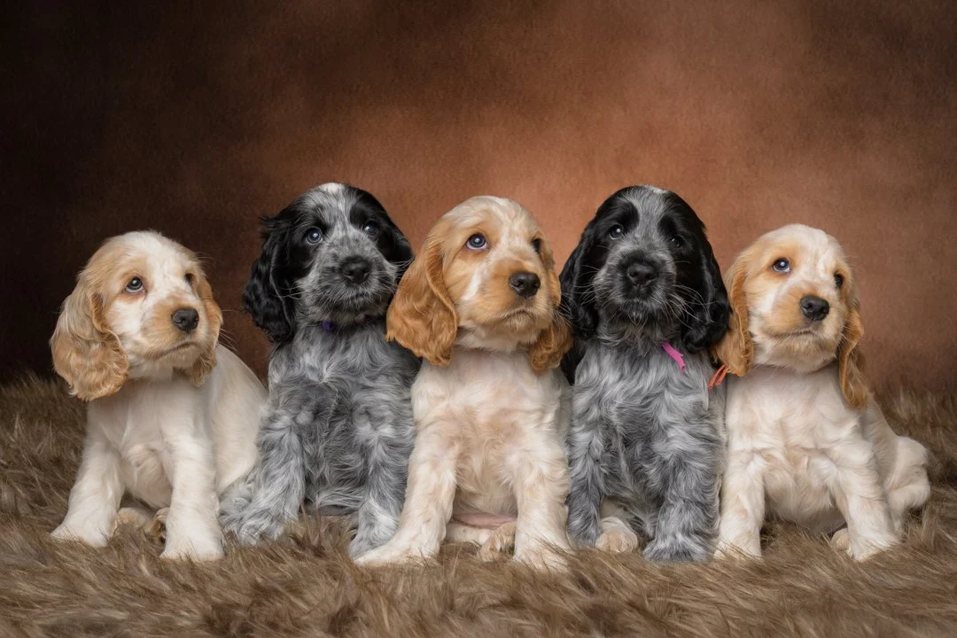Litter Shoots