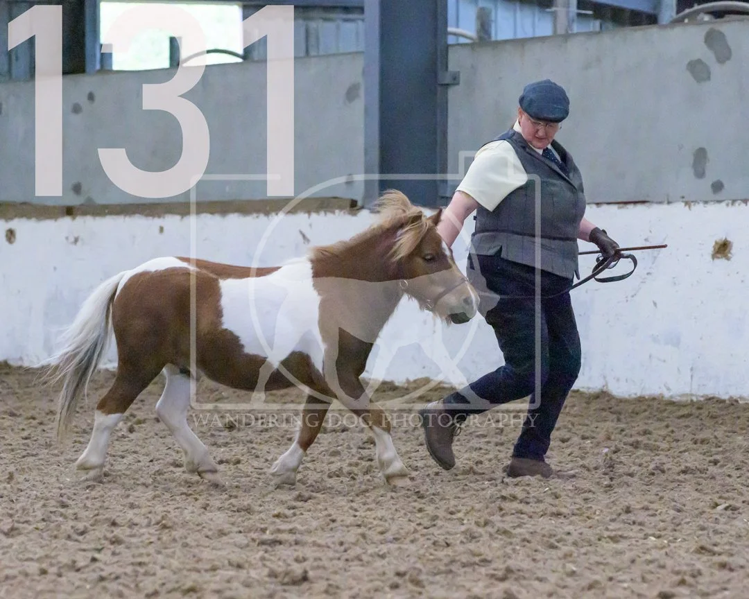 dms-131.jpg