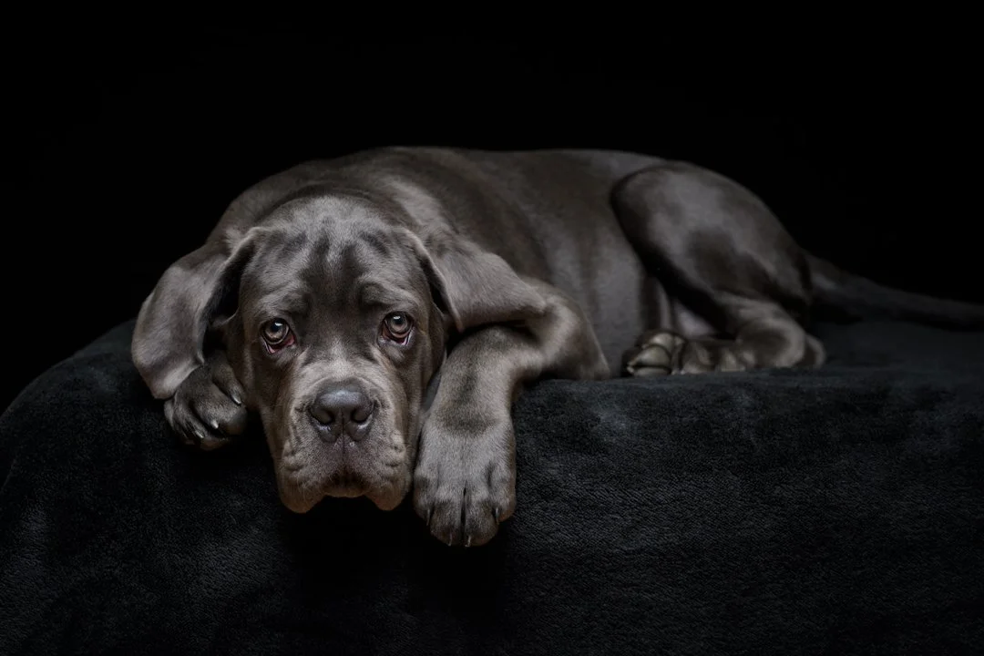 Pet Studio Photography