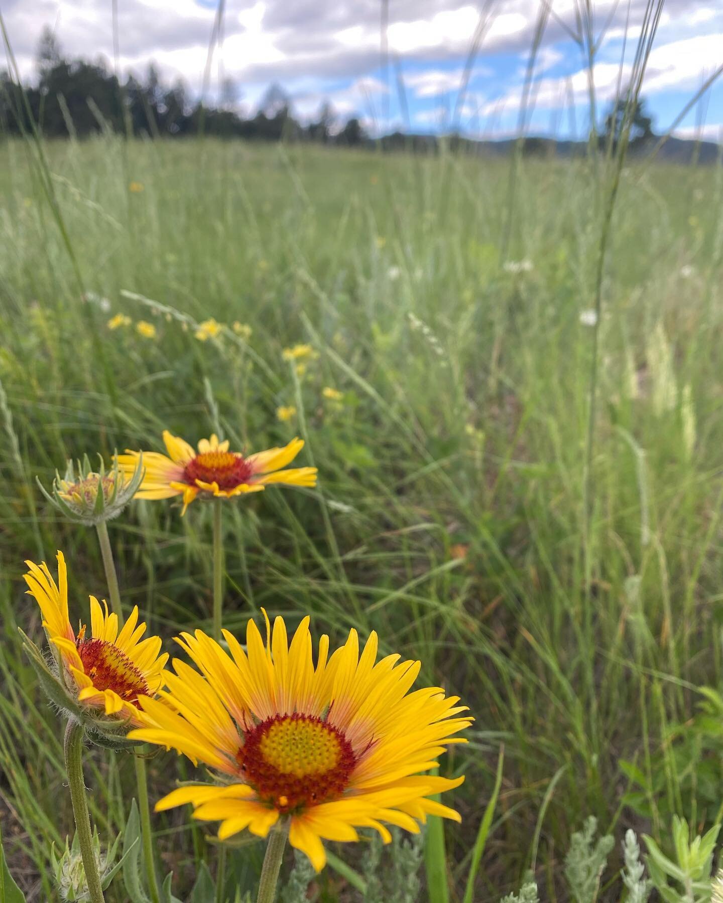 Happy Independence Day!
Grateful to live this wild life and enjoy this beautiful country we live in. 

May not be perfect or even that great, but as injustices continue to be brought to light, we grow. Take note from the wildflowers and reach for the