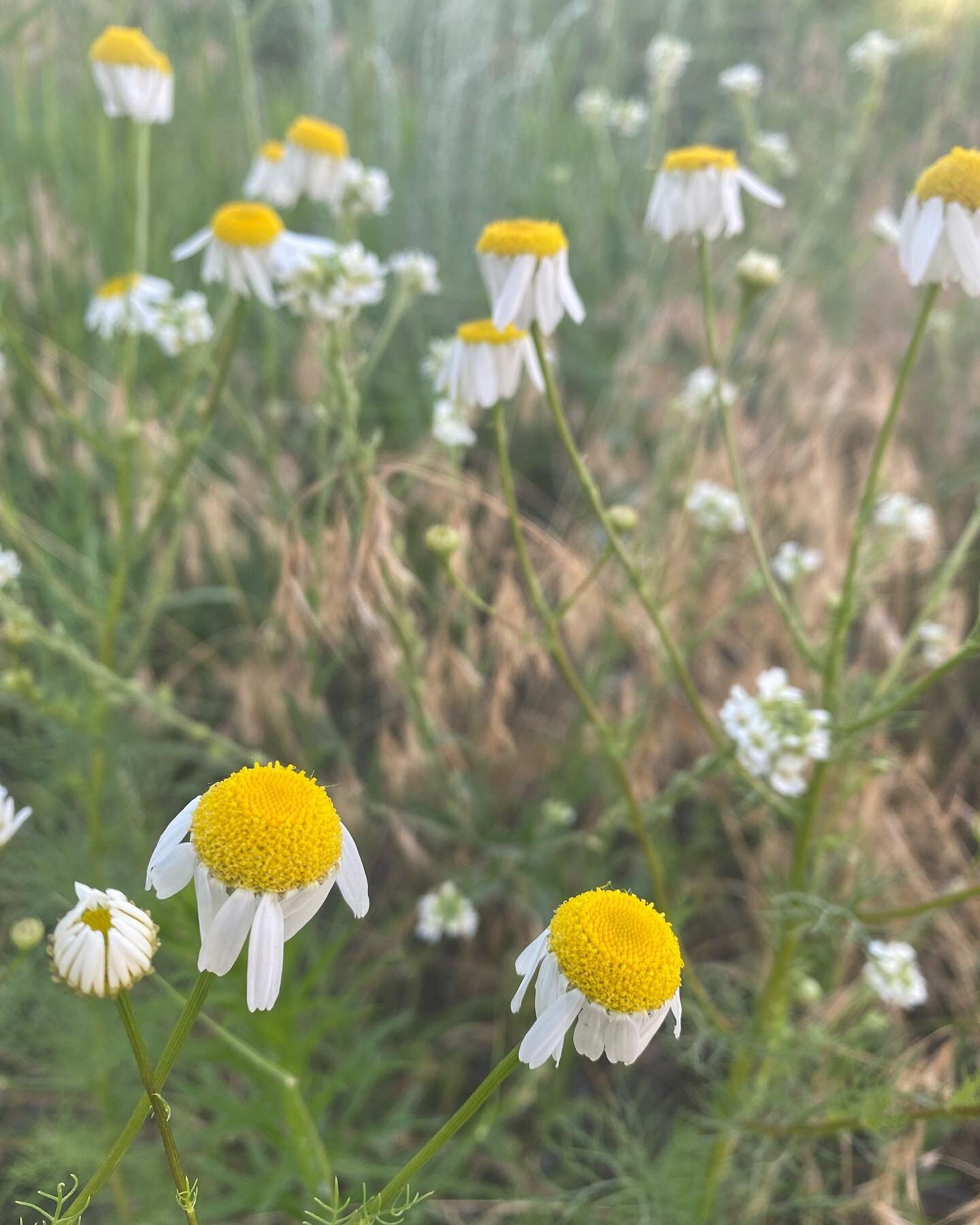 What a joy to see chamomile on the trail this morning! This sweet little flower has long been one of my favorites. It is so delicate, yet powerful, and brings such a sense of calm. We use it often in our custom tea blends and it&rsquo;s always a deli