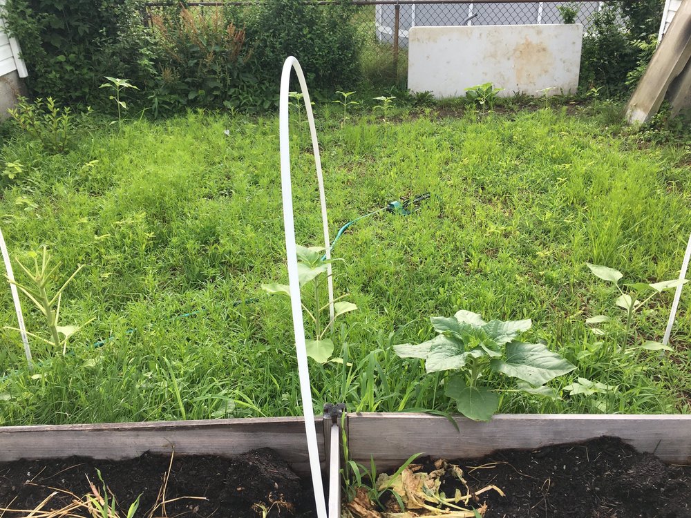 Enjoy Living Wellness_Native Plant_3.JPG