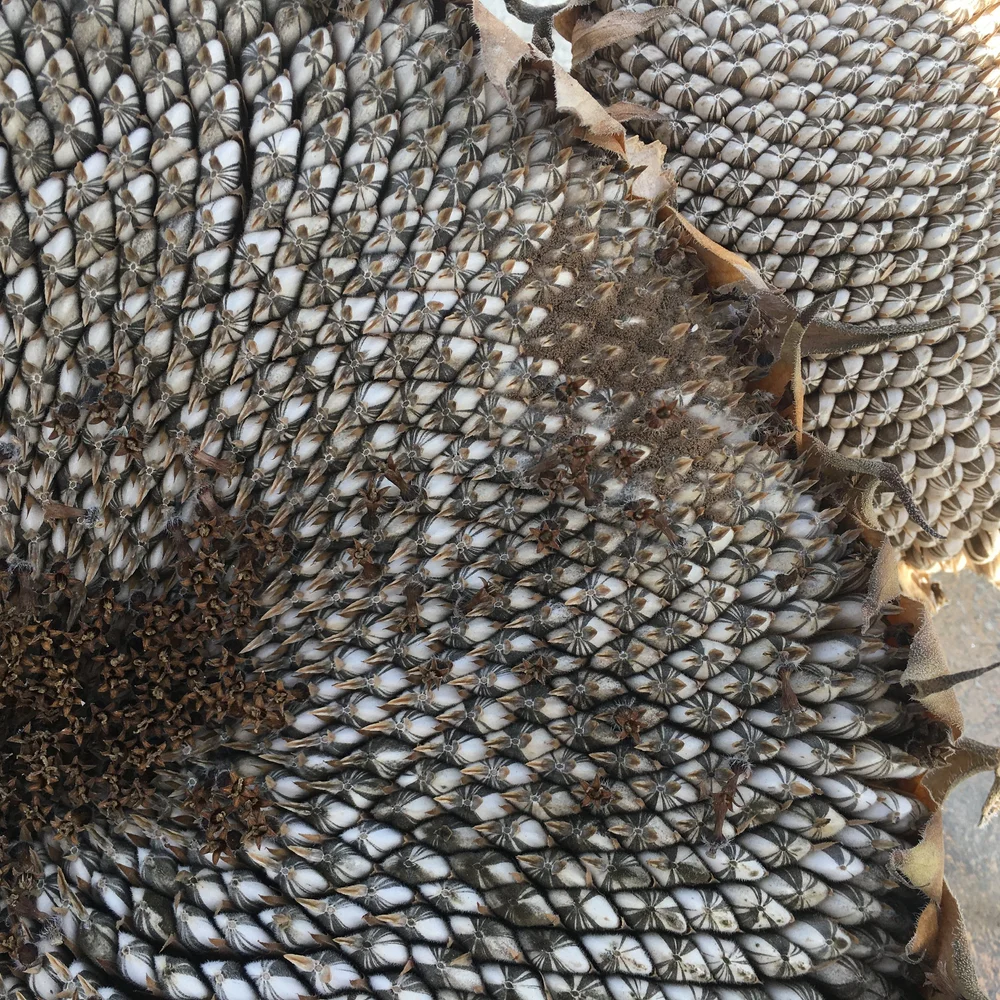 Enjoy Living Wellness_Sunflower_Fall.JPG