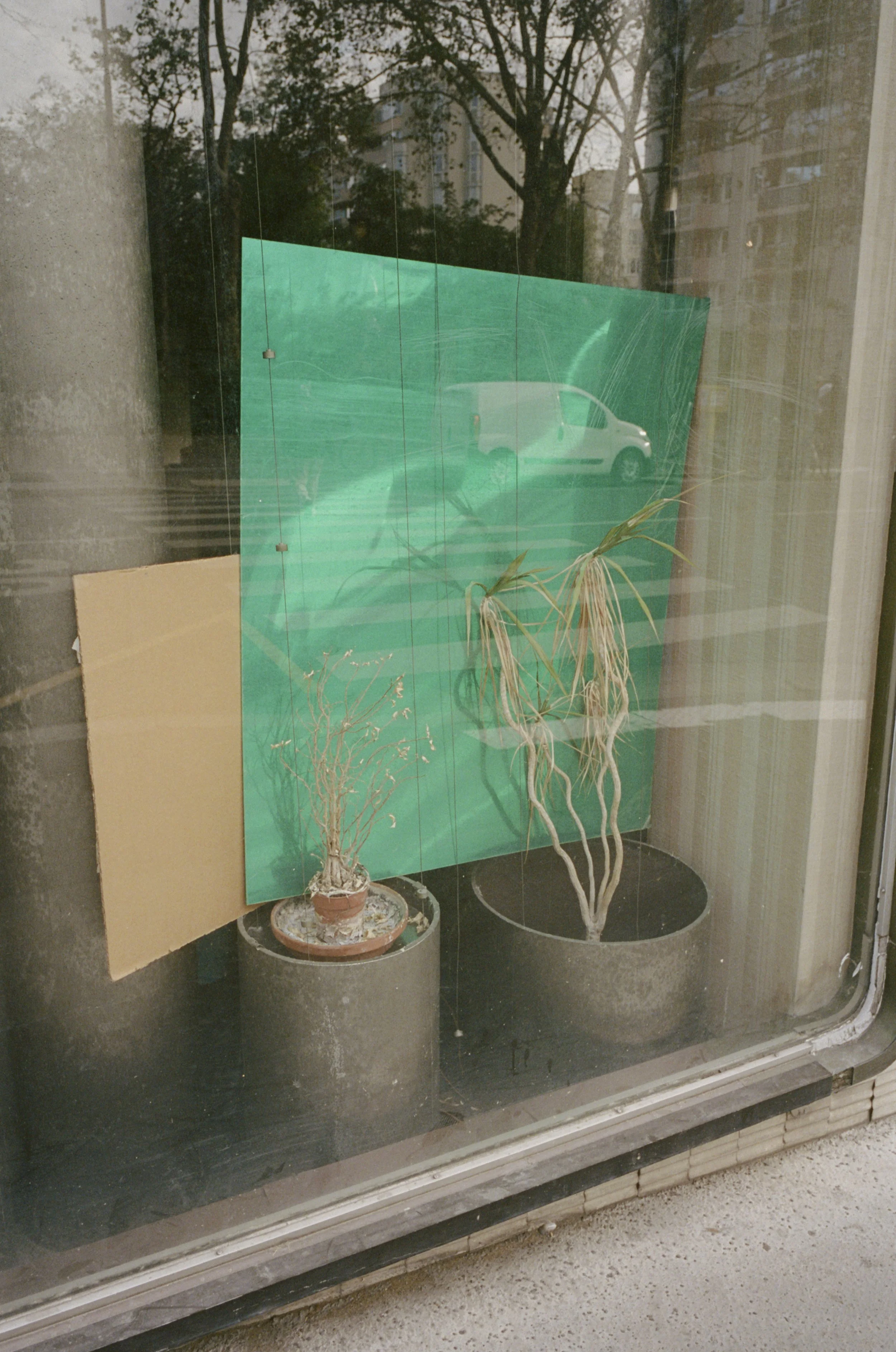 Green Plant.jpg