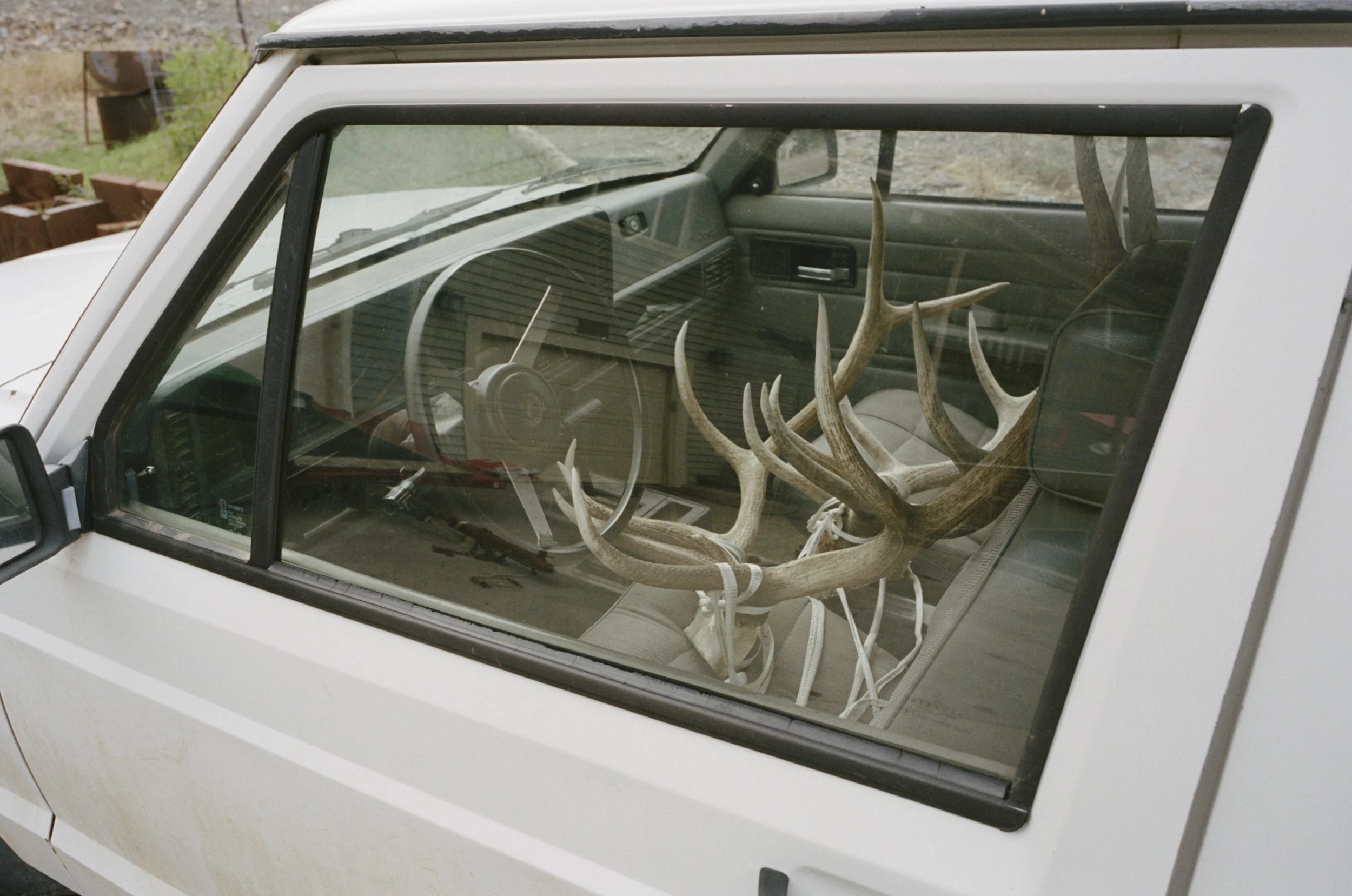 Antlers.jpg