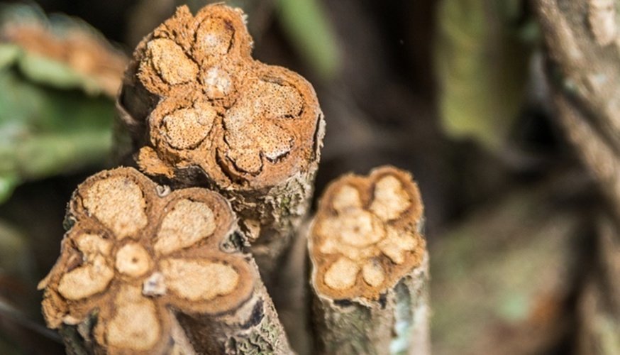 iceers_ayahuasca_basic_info.jpg