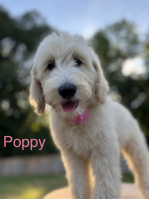 Gold Rosin Pollen Kief Press – Puffy Puppy Company
