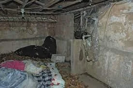 Sarah's makeshift bed out of leaves