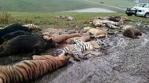 tha animals after the massacre