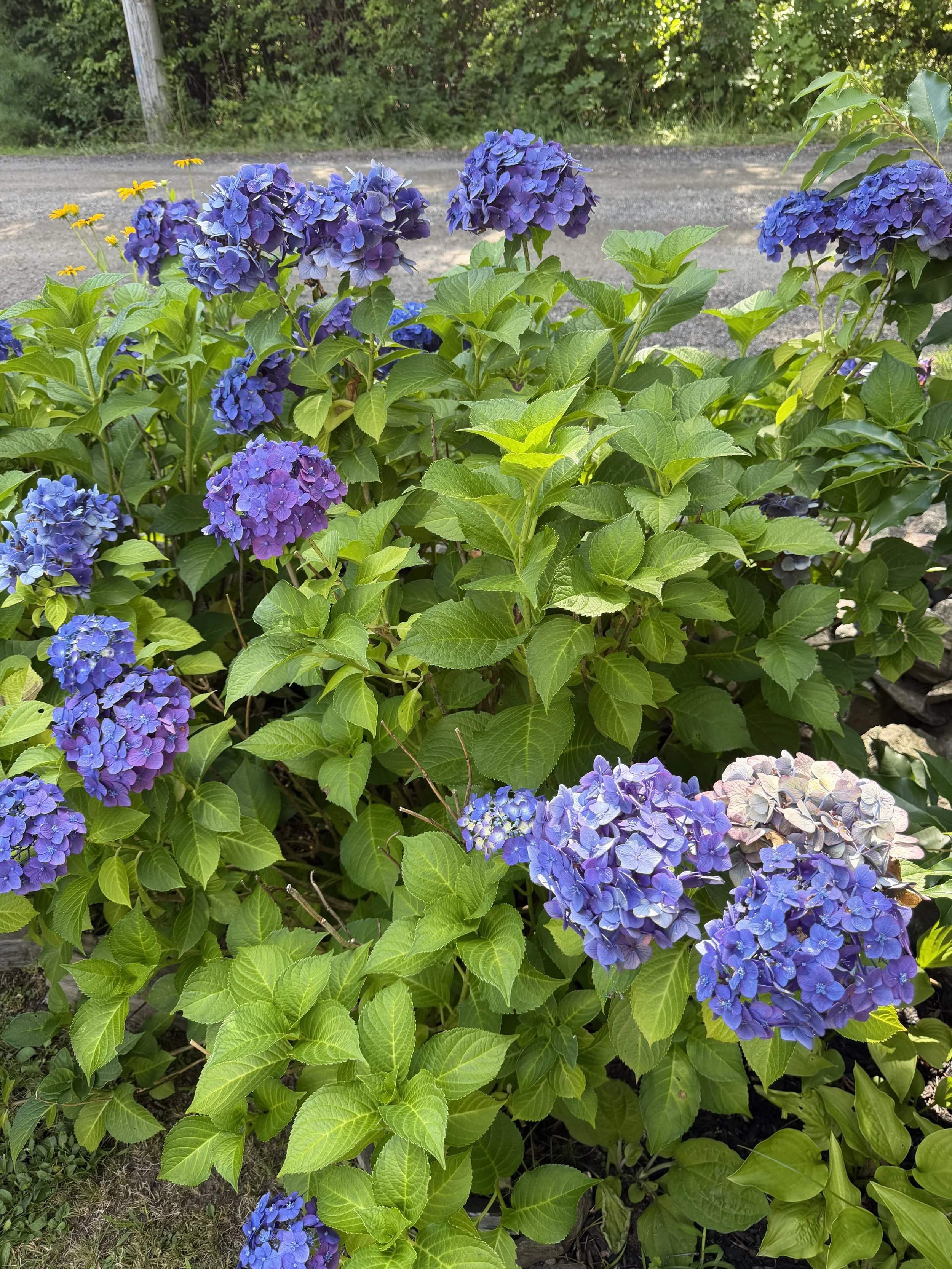 hydrangea.jpeg
