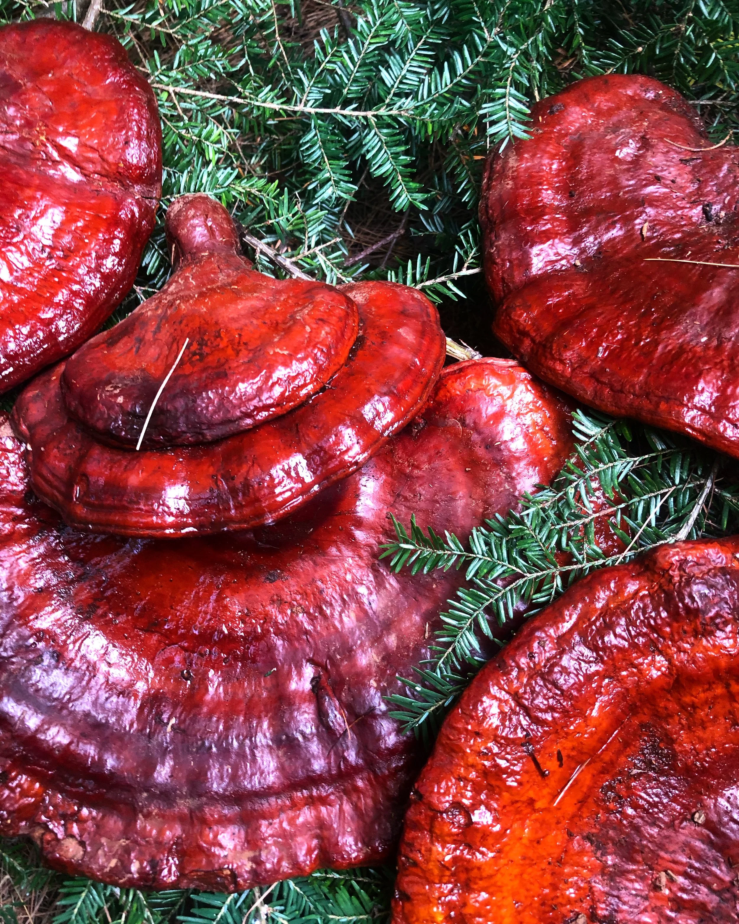 Reishi Mushroom Tincture