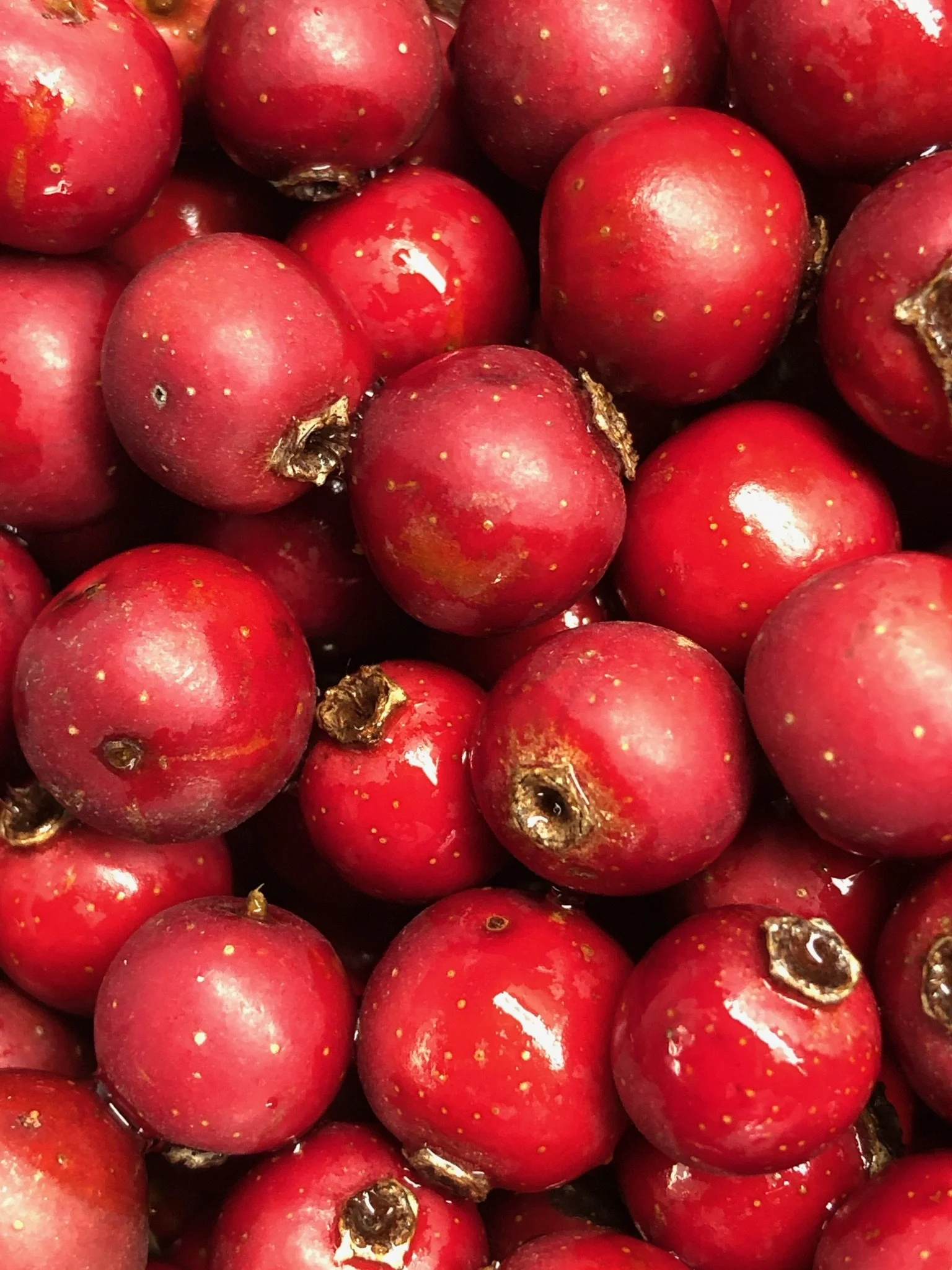 Hawthorn Berry Oxymel