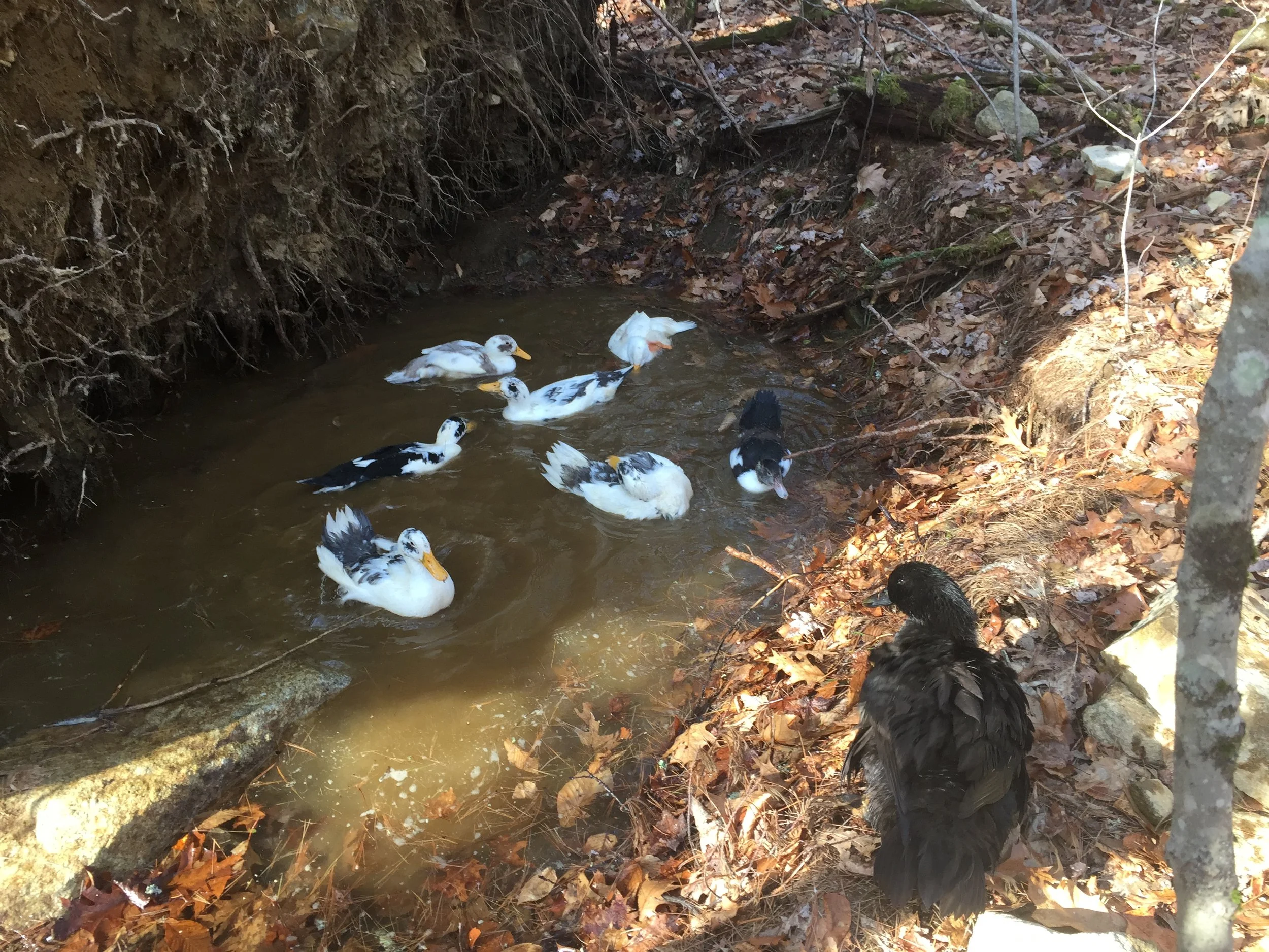 Seasonal Pond December 2020