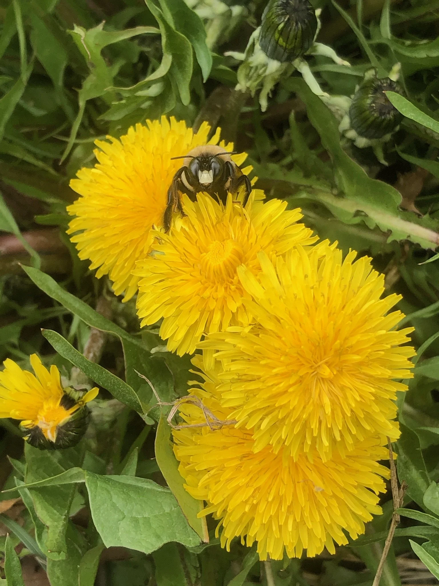 Dandelion Flower Oxymel