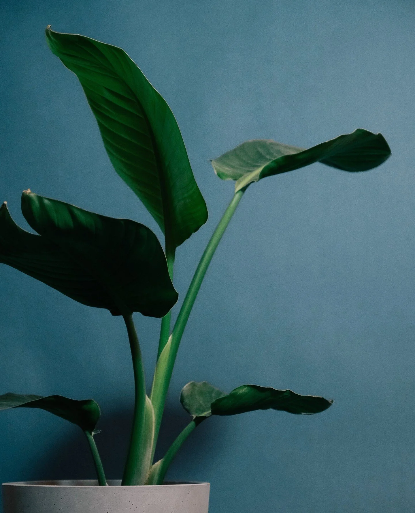 allow yourself to grow in all the ways you never thought you could 🌿 #keepgoing