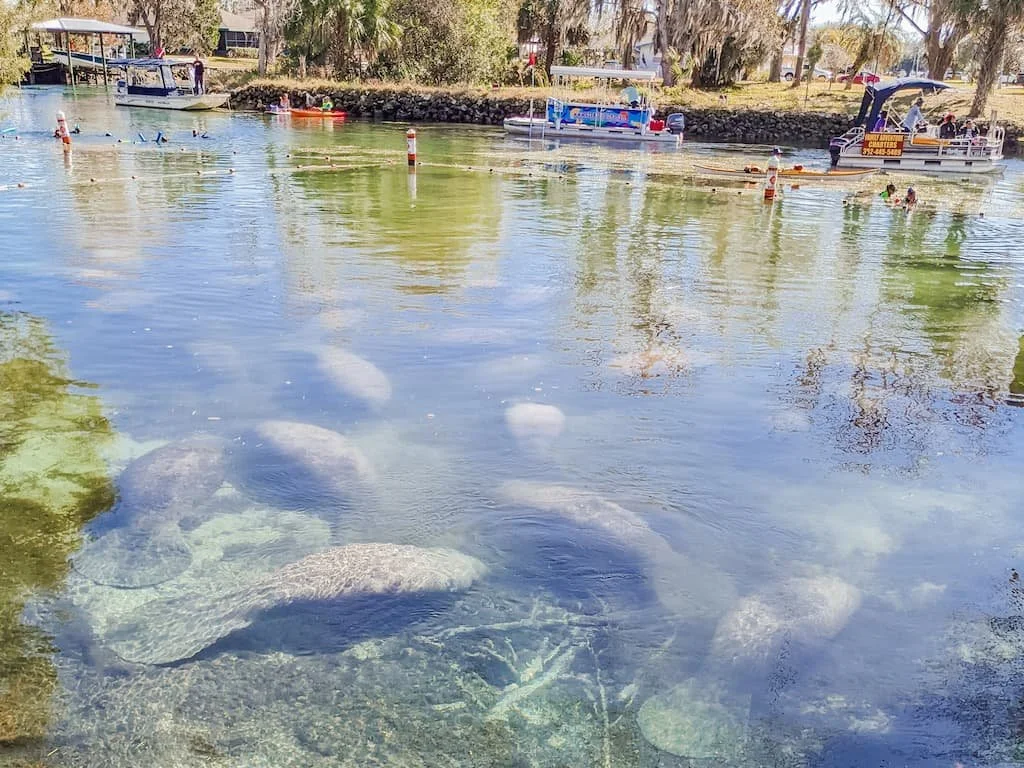 Discover Your Guide to Seeing Manatees in Florida