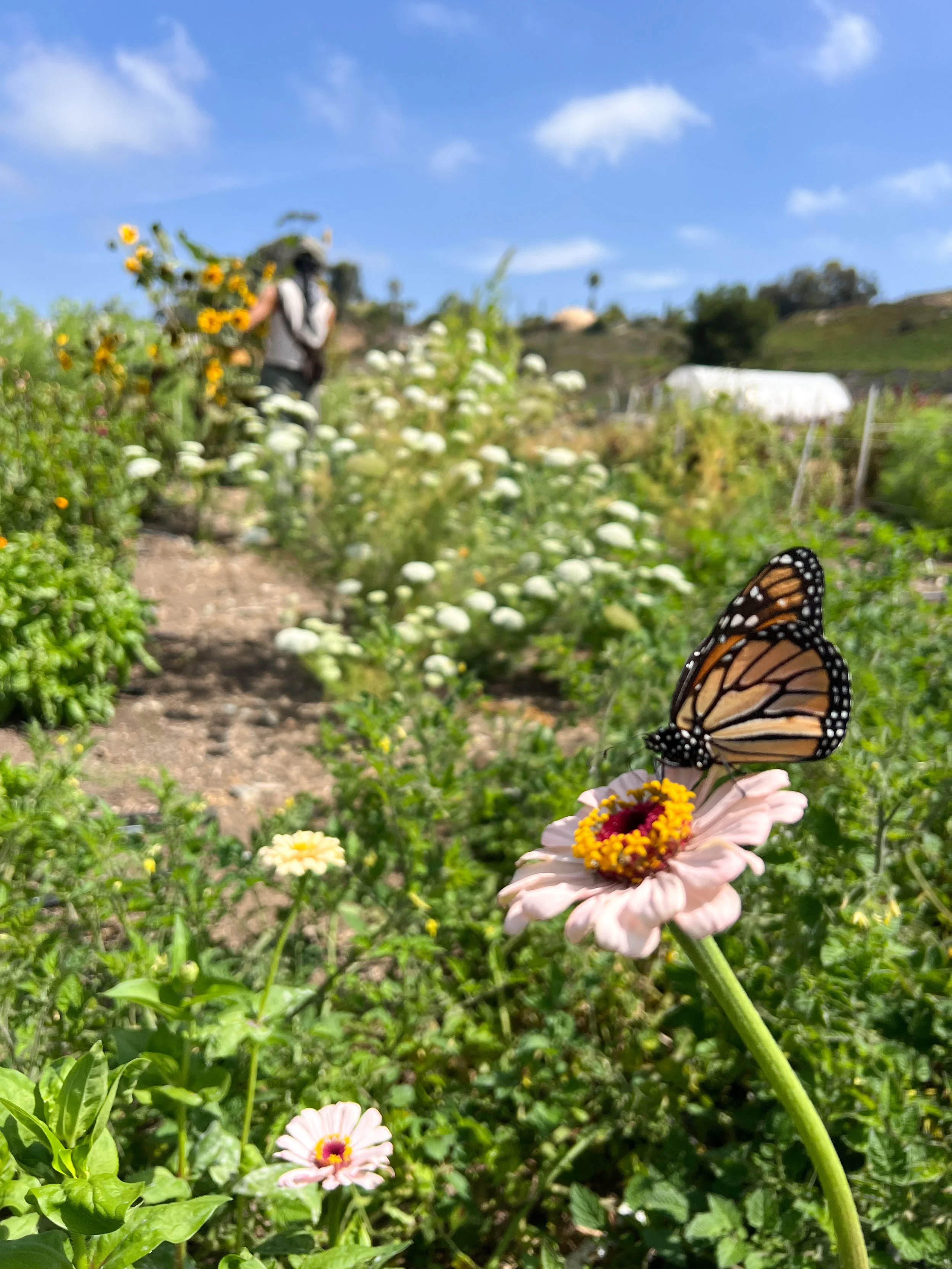 Farm CoordinatoR position closed