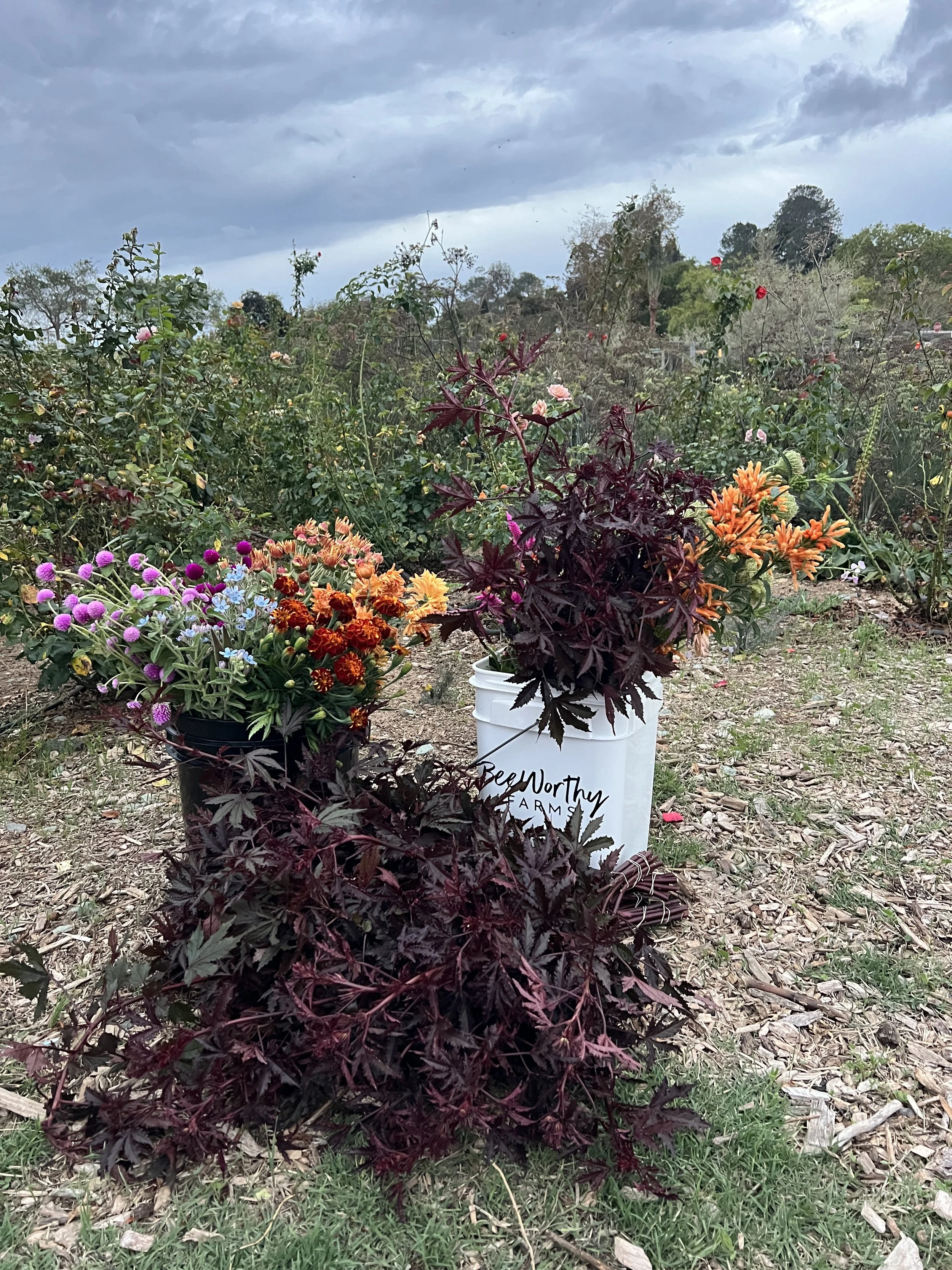 The Last harvest