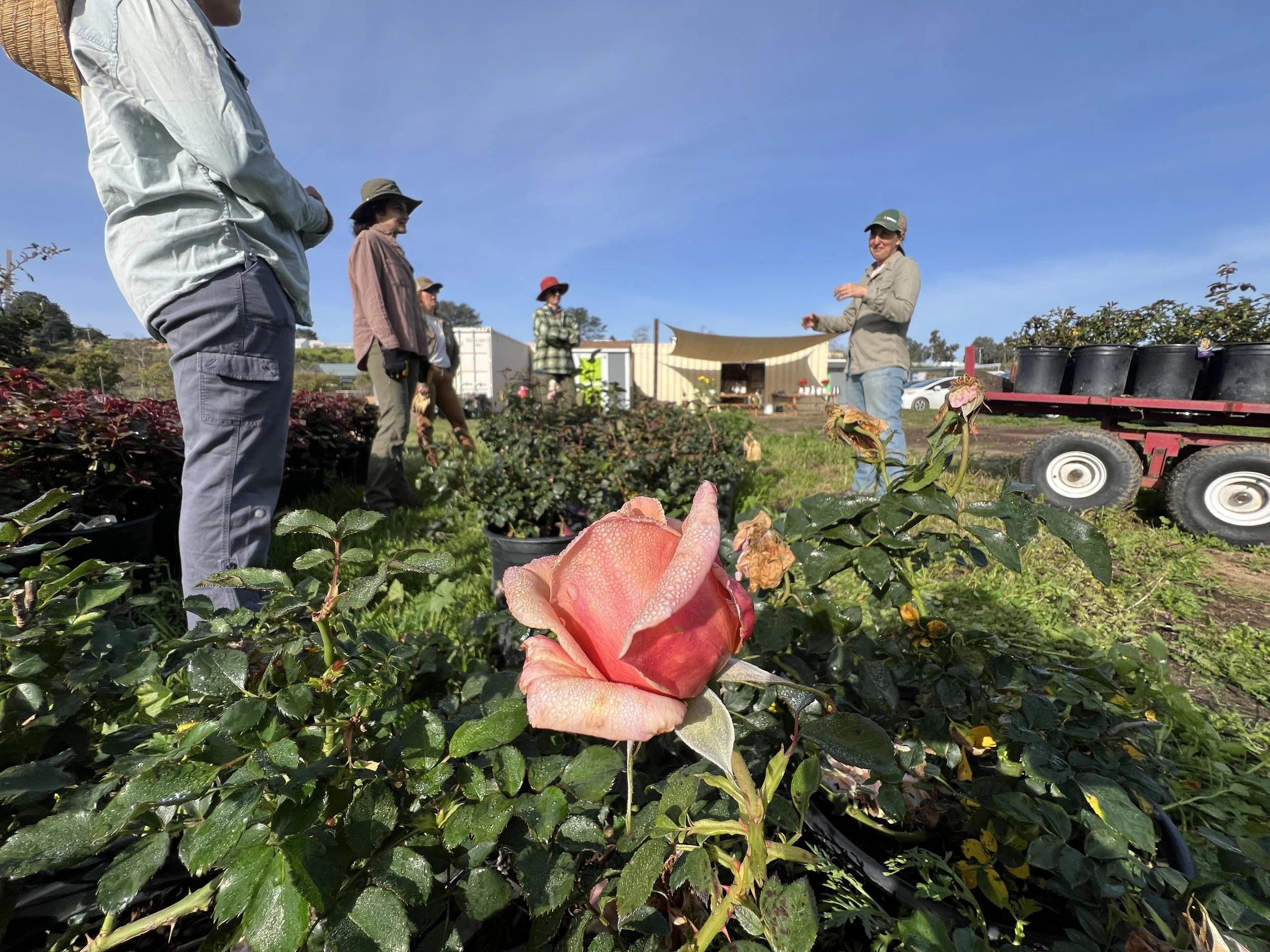 Rose Care Talk 2/1 @ 10:30am - 12:00pm