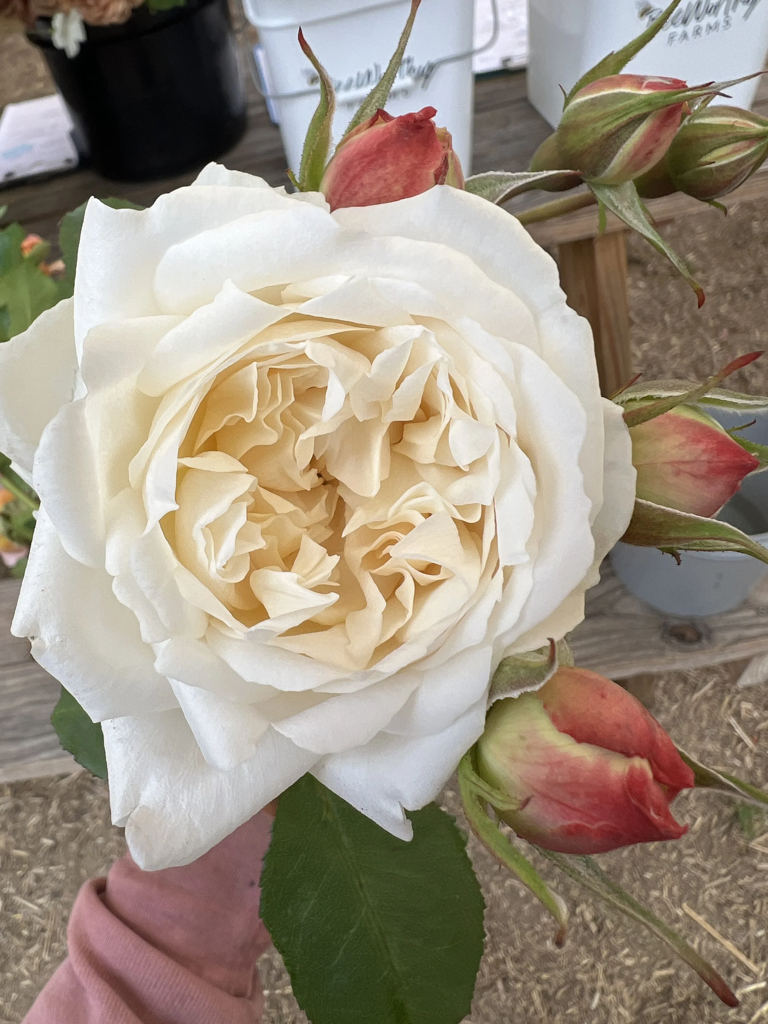 Rose Bush - Winchester Cathedral