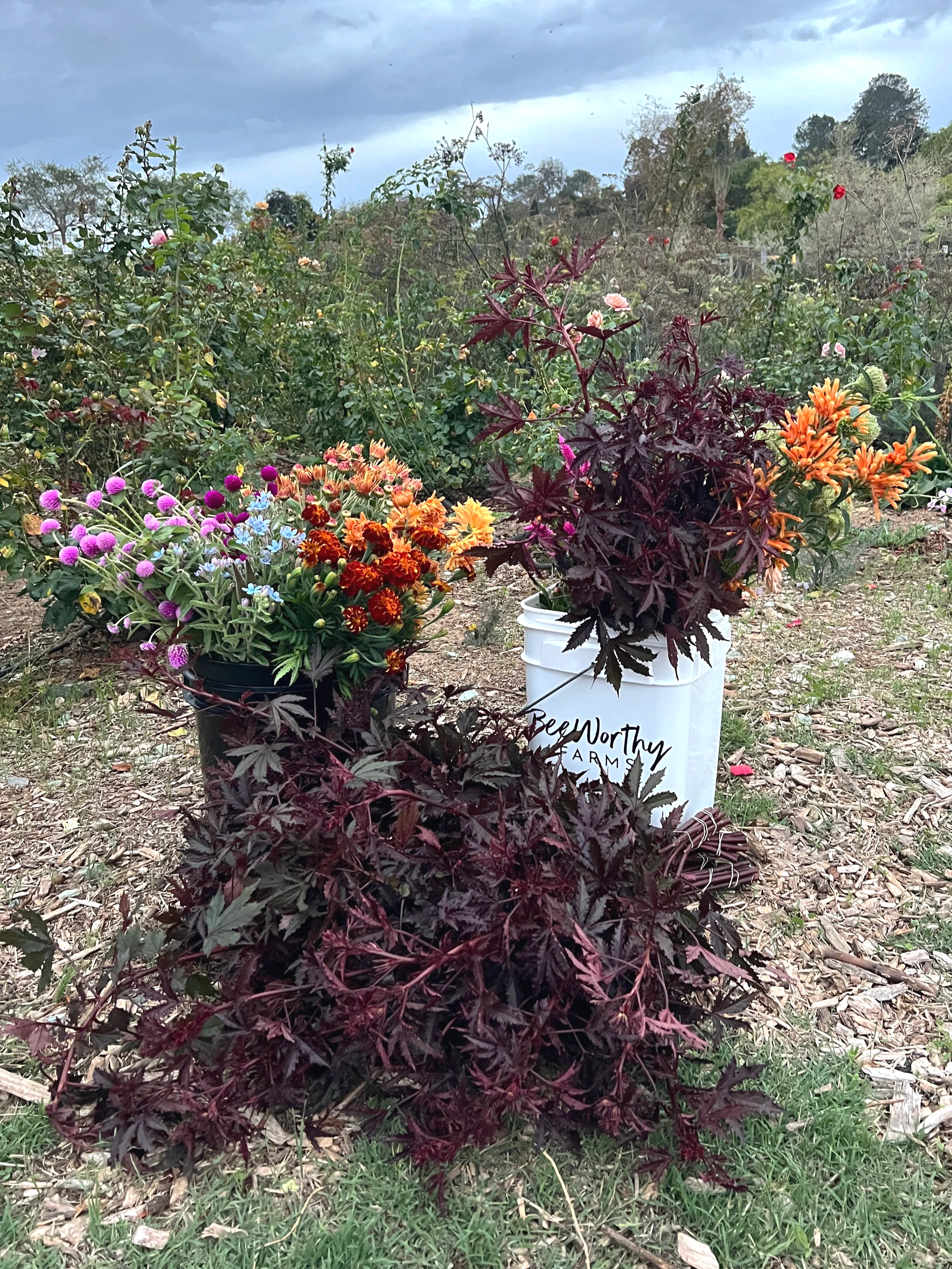 bucket of blooms in a field.
