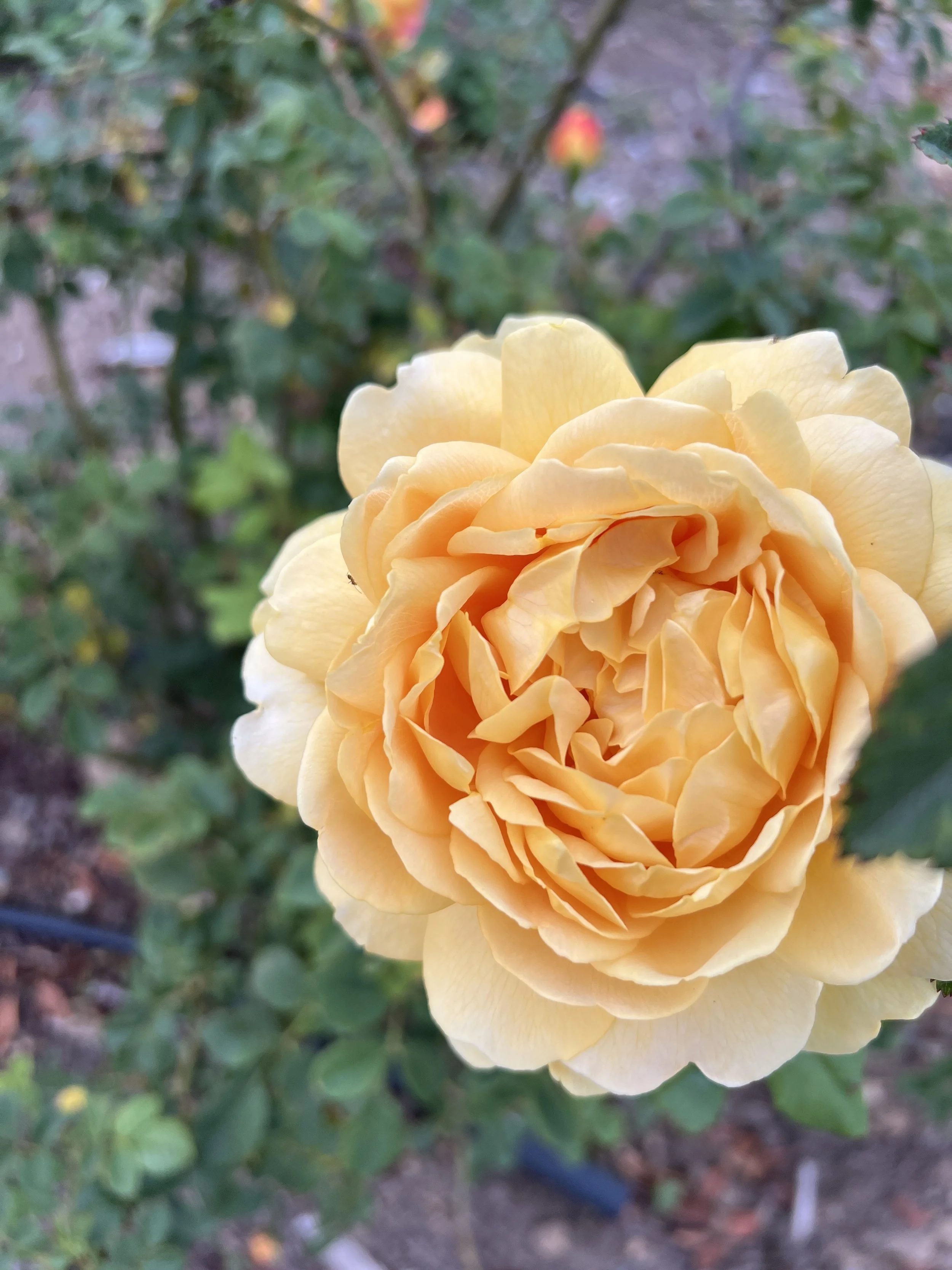 Rose Bush - Golden Celebration