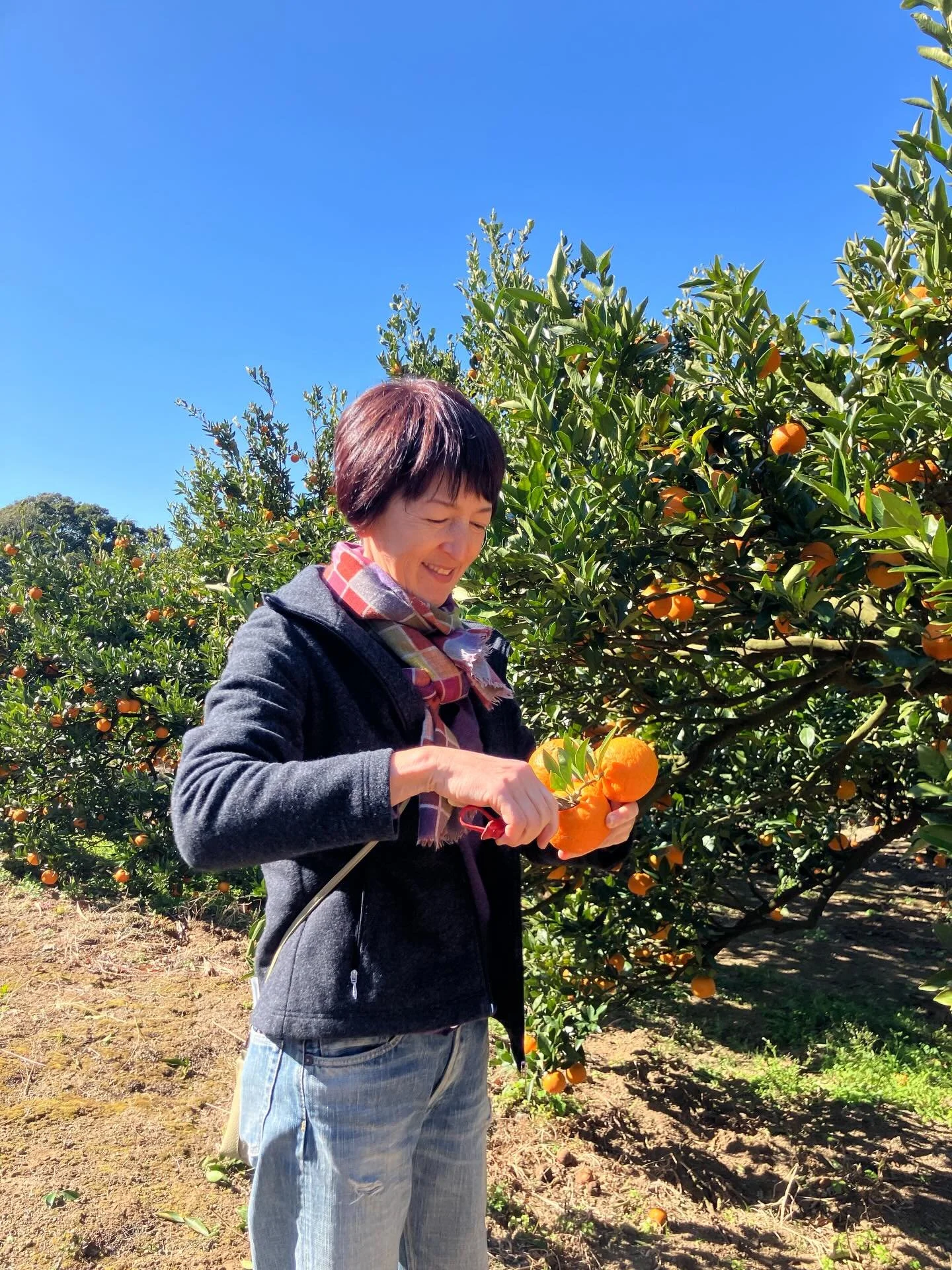 今日、2月19日木曜日18:15から放送される、KKBの夕方のニュース番組 &ldquo;News+おやっと&rdquo;の番組内で、&rdquo;タニアの鹿屋暮らし　冬編&rdquo;が流れます。今回は今年4回目の放送になります。もしも見逃した方はYouTubeで見れますので検索してみてください。
今回は根占のタンカン農家さんを尋ねました。大好きなタンカンを使ったケーキの作り方もご紹介します。
そして明日からは
@kitada_sarugga 
にて同じタンカンケーキを販売します。ぜひコーヒー