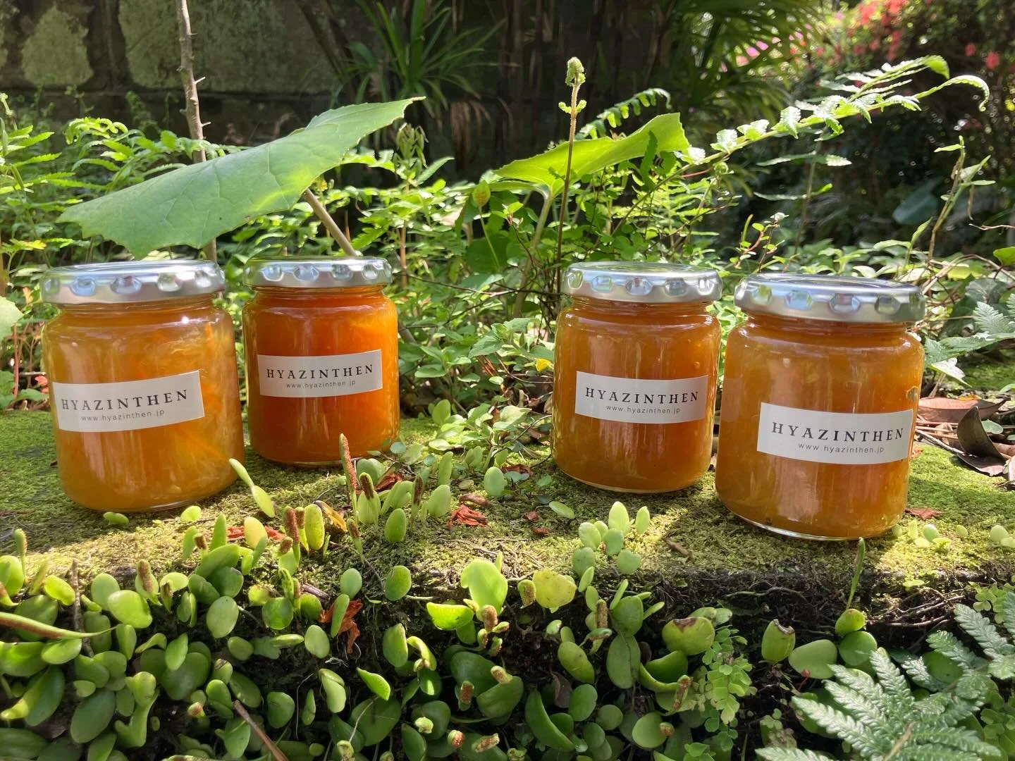 マーマレードがオンパレード！
今回は4種類のマーマレードを作りました。
いずれも地元の柑橘を丸ごと使って、味をギュッと詰め込みました。
-金柑マーマレード
-紅甘夏マーマレード
-タンカンマーマレード
そして新作の
-金柑としょうがのマーマレード
@hyazinthen.jp 
@kitada_sarugga 
にて発売中です。
よろしくお願いします🙇