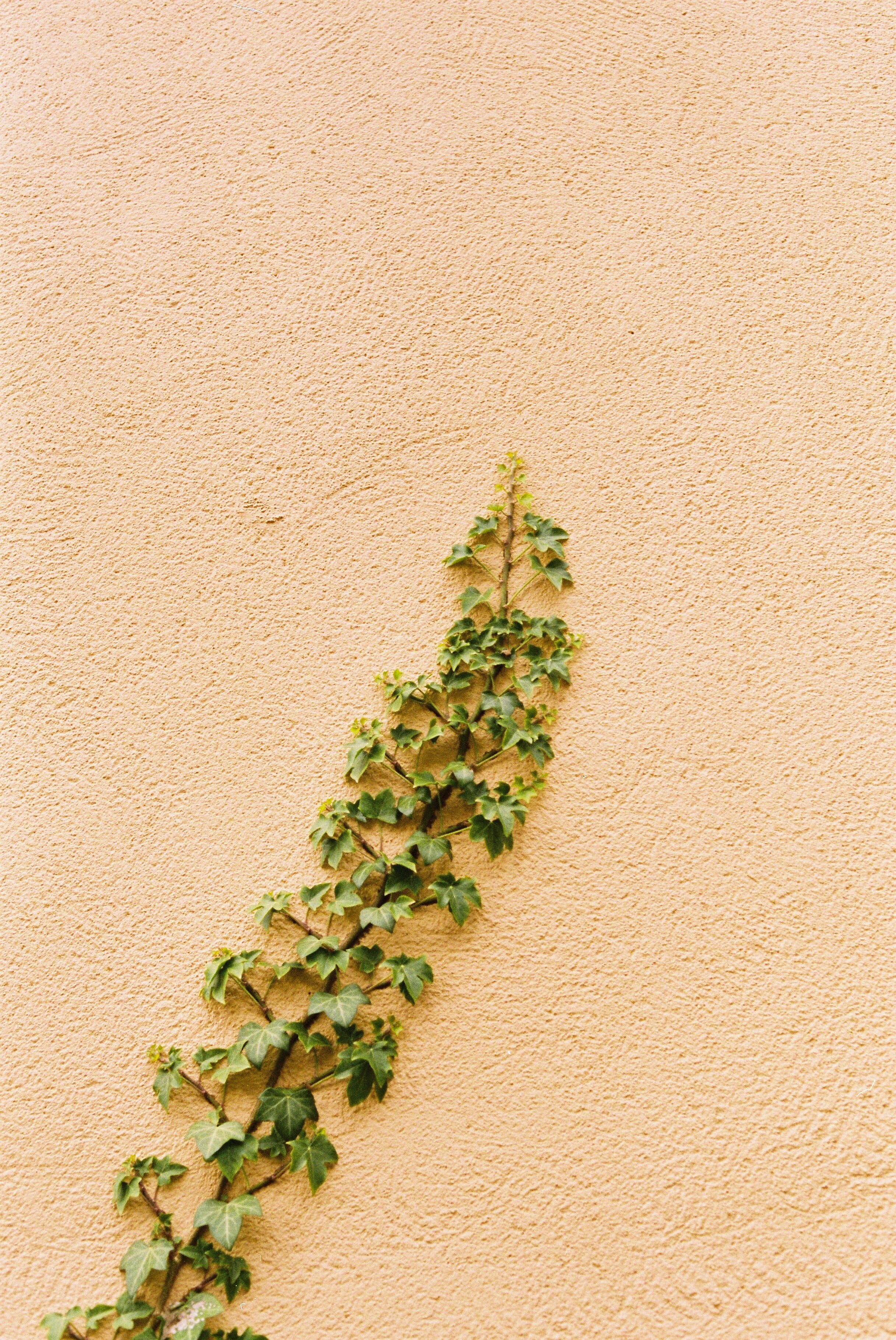 Growth,