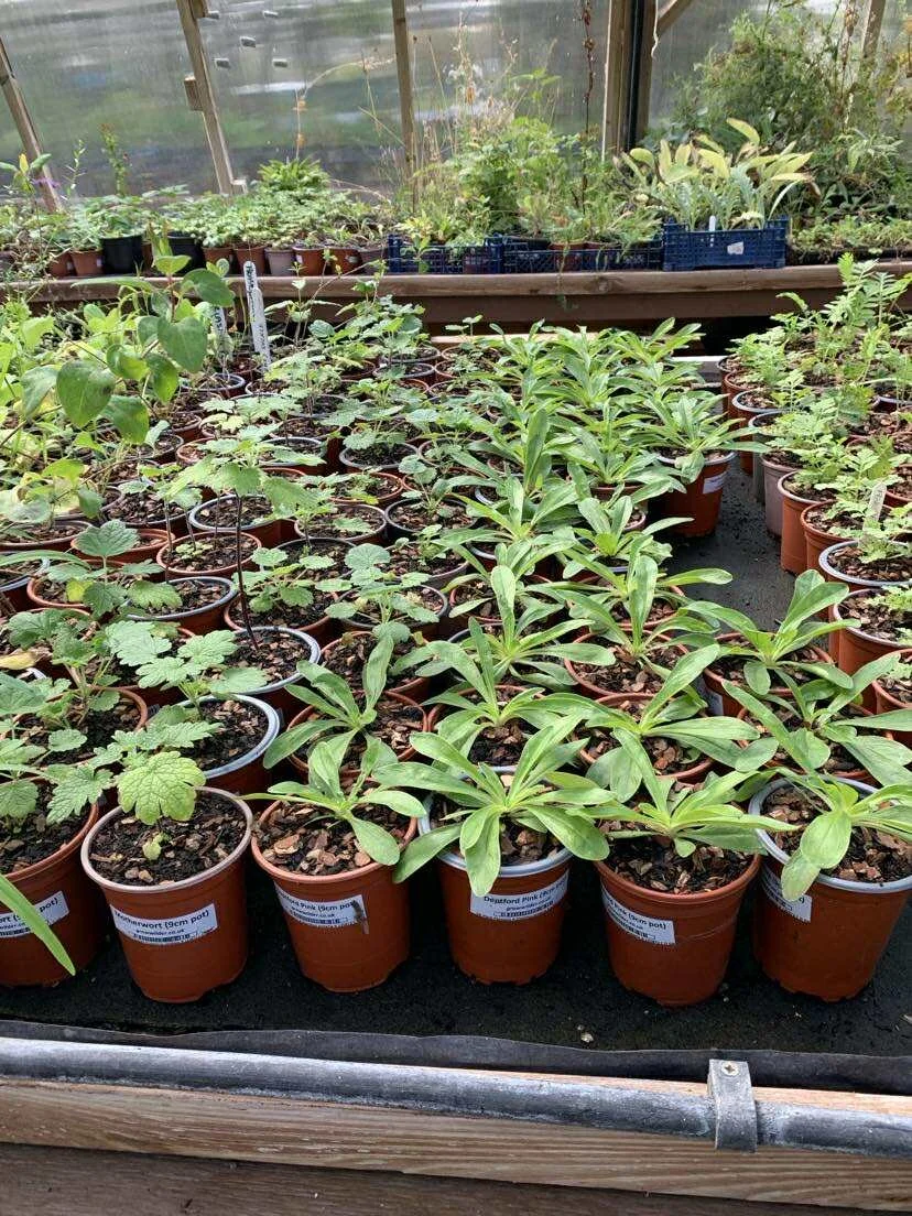 ESB at Respect Festival: Seedling &amp; Plant Sharing Tent