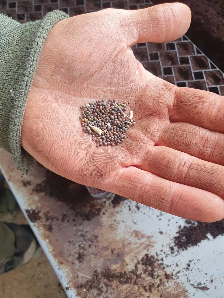 Blog: New Kale Crowd Breeding Project