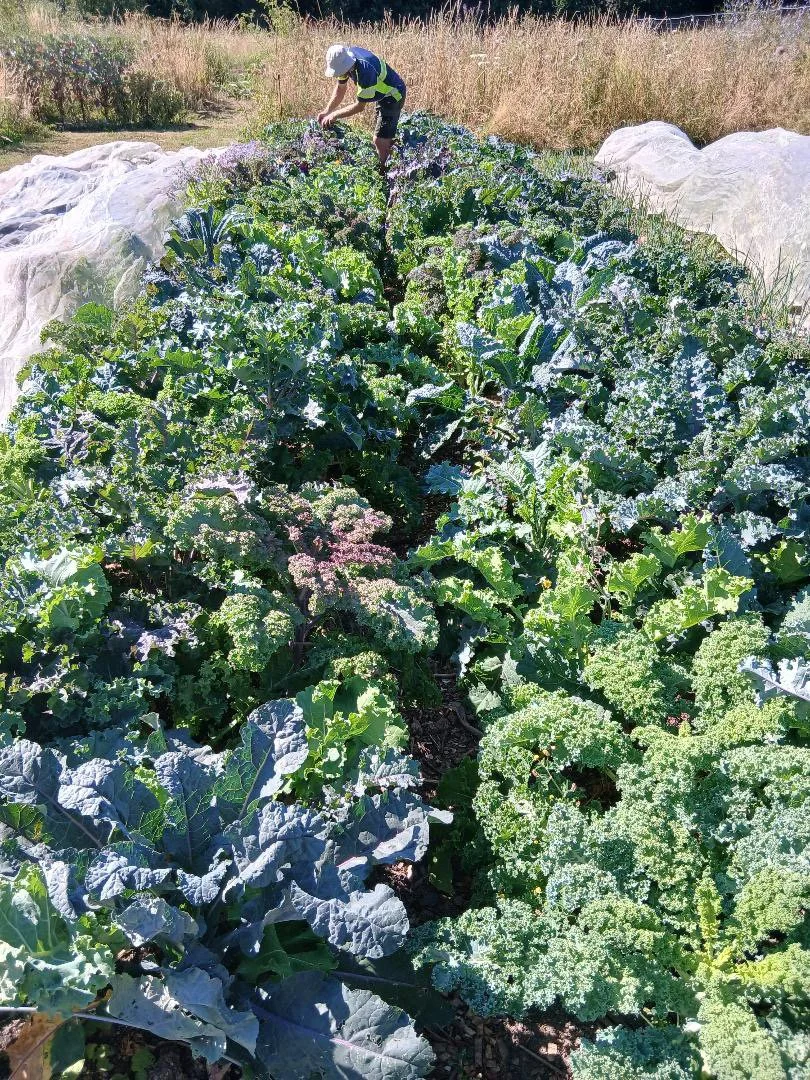 Blog: The Kale Crowd is thriving