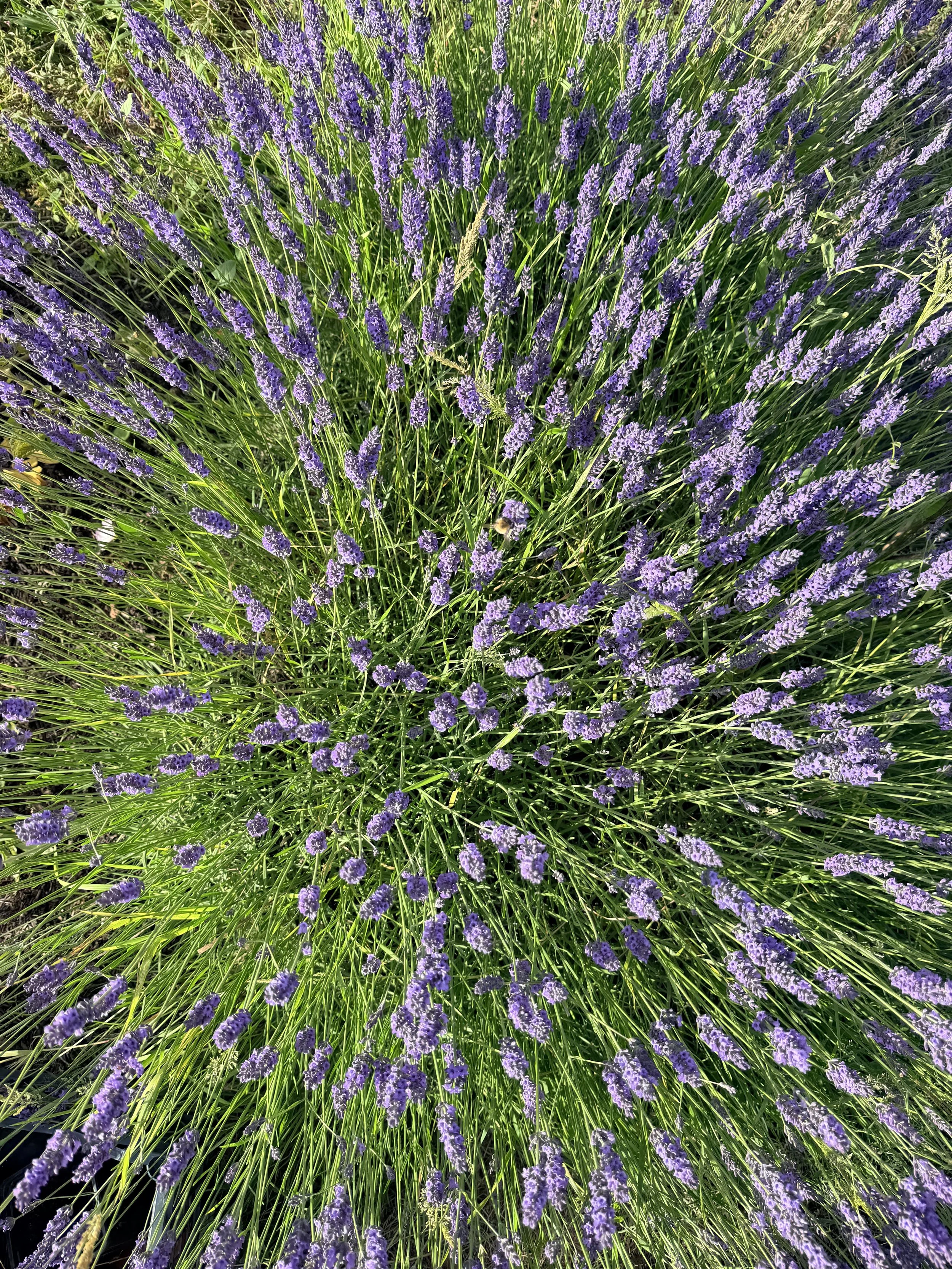 IMG_3747.jpeg