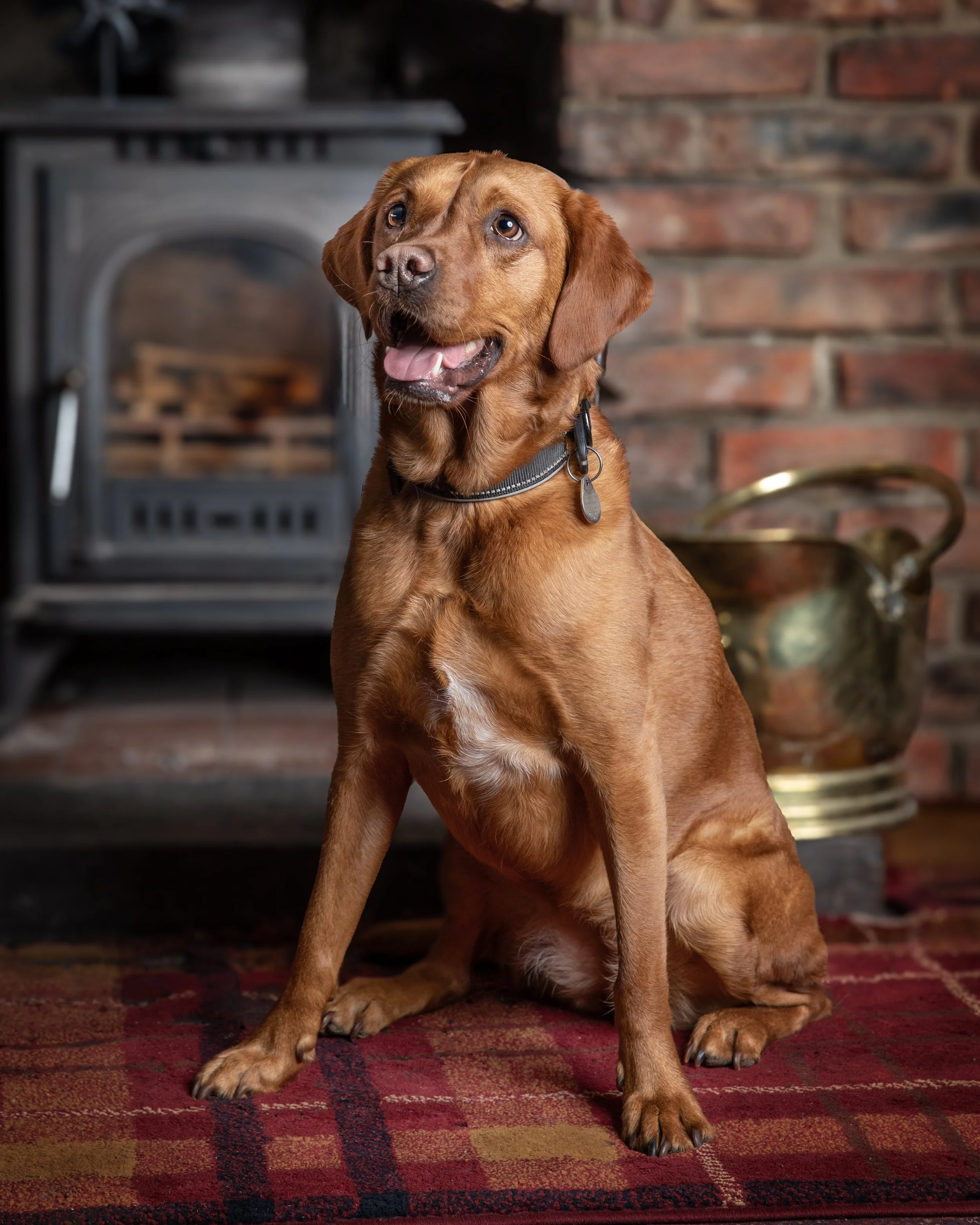 Fine art studio portrait of a red fox labrador in a hotel bar by Jane Rowland Photography