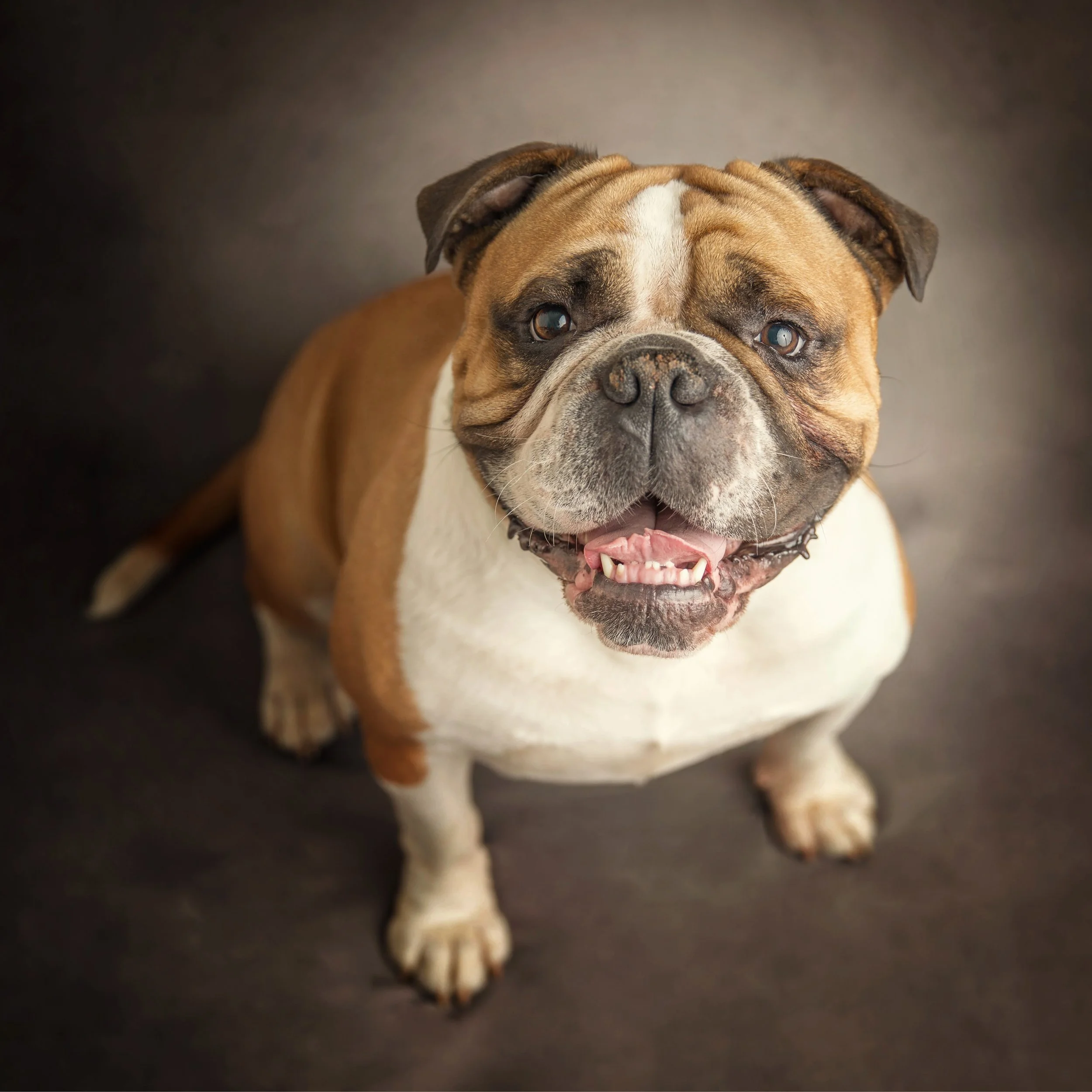 In home fine art studio portrait of a bulldog  by Jane Rowland Photography