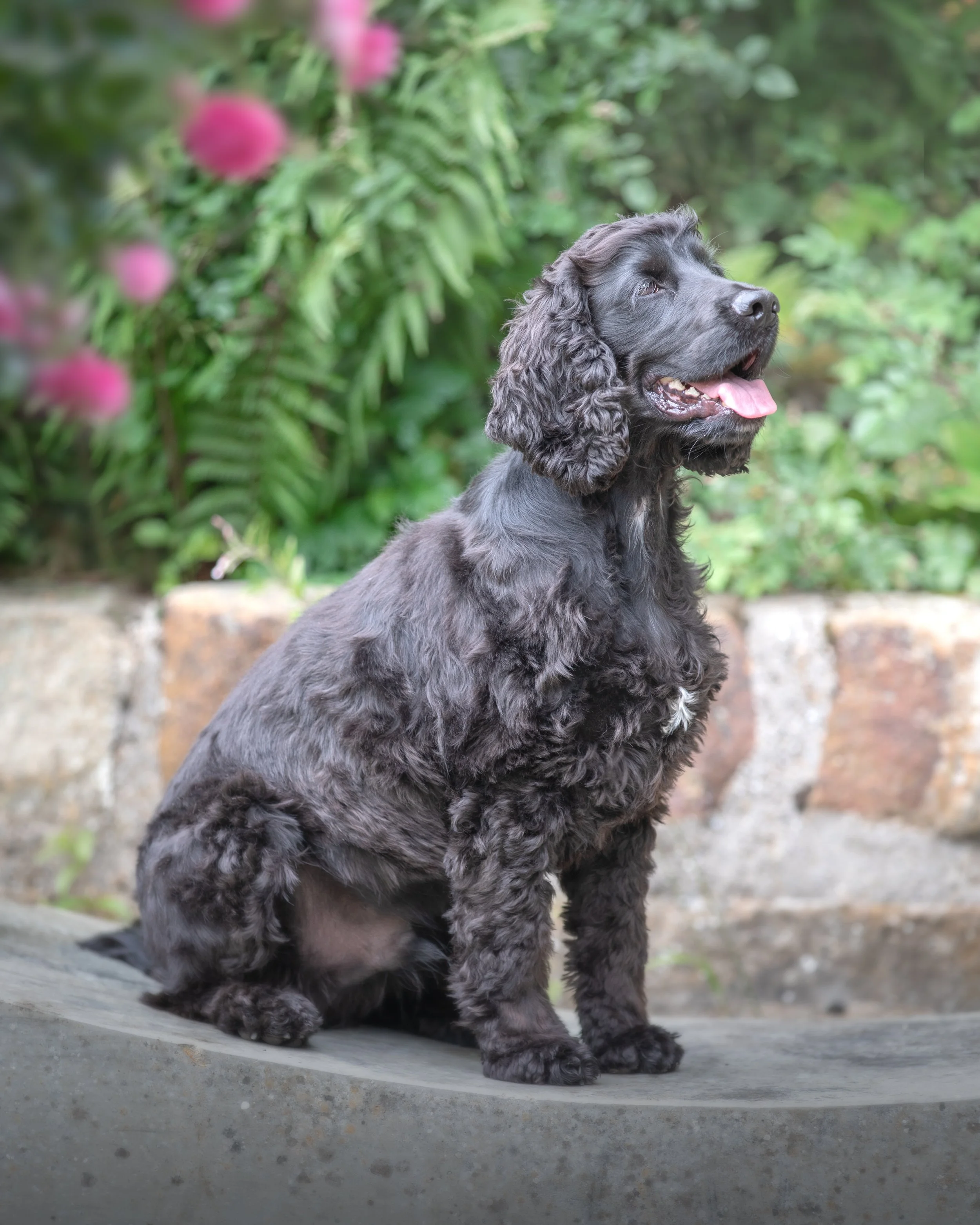 Outdoor dog portrait session of a black cocker spaniel sitting on a wall by Jane Rowland Photography