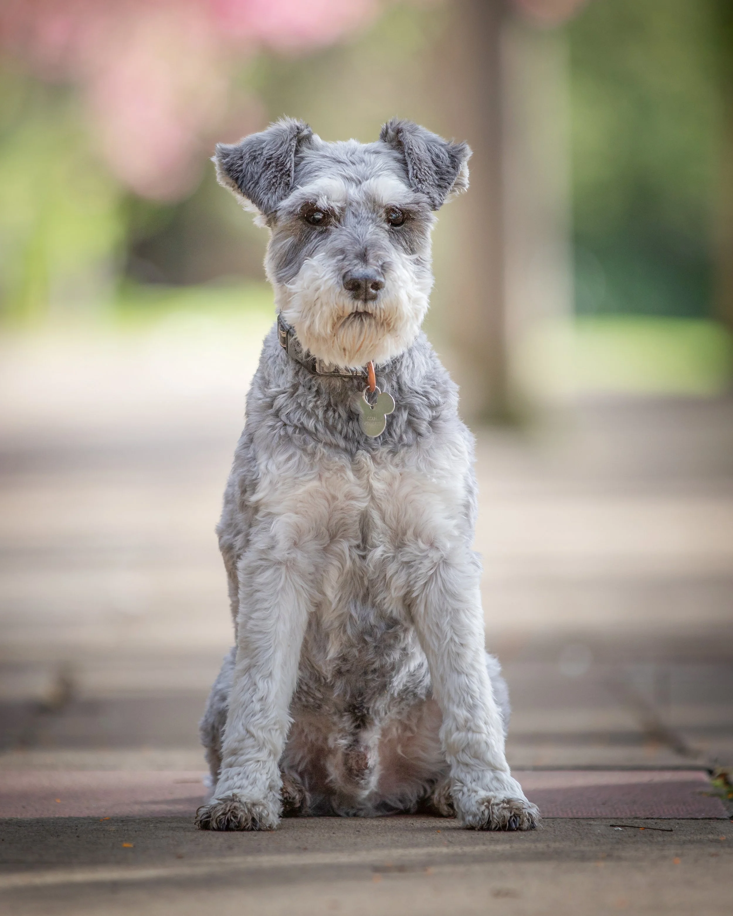 Outdoor dog portrait session in Valley Gardens Harrogate by Jane Rowland Photography