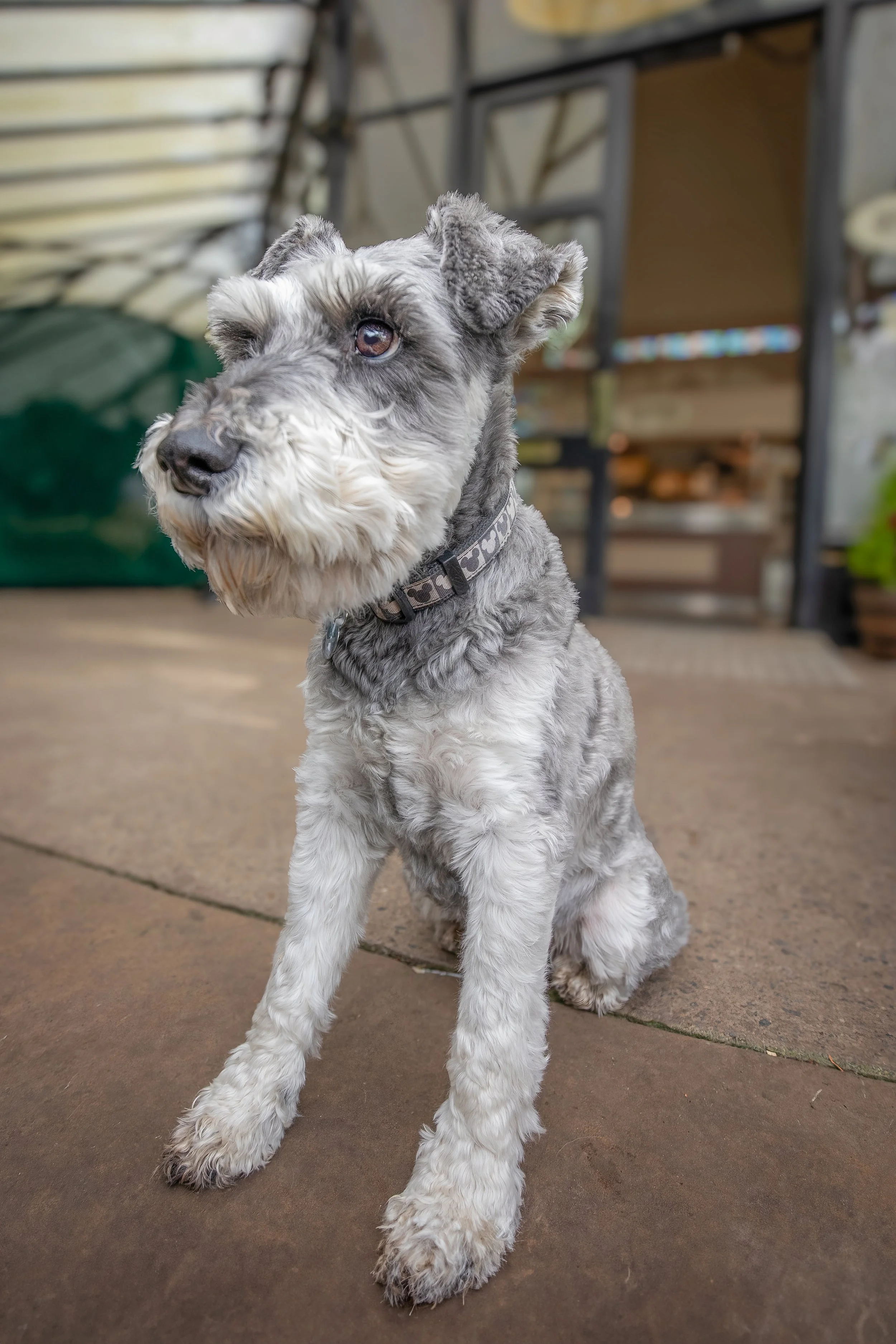 Outdoor dog portrait session of a miniature Schnauzer in Valley Gardens Harrogate by Jane Rowland Photography