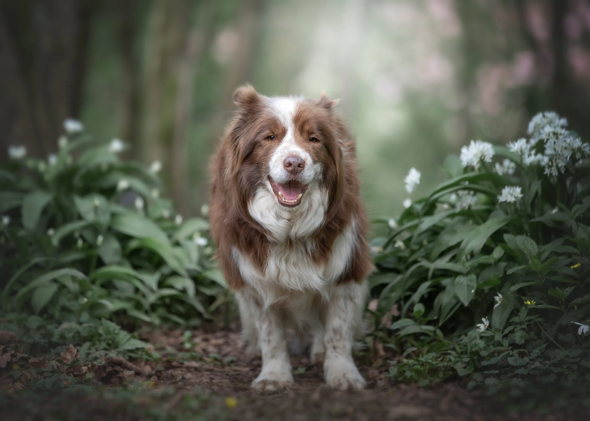 Outdoor woodland dog portrait session of a border collie by Jane Rowland Photography