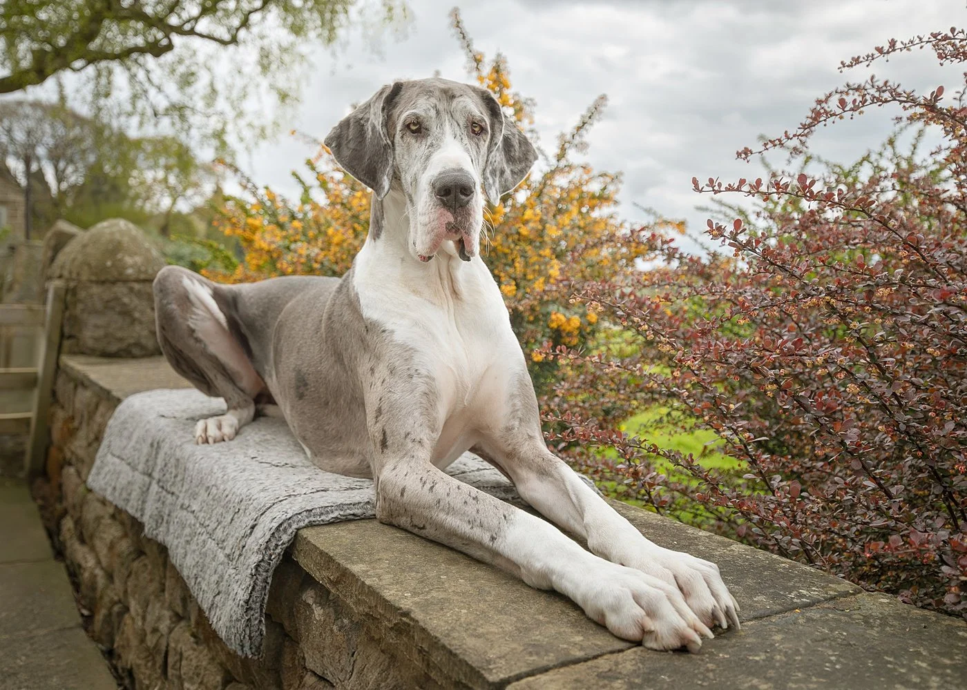 Outdoor dog portrait session of a Great Dane sitting on a wall by Jane Rowland Photography