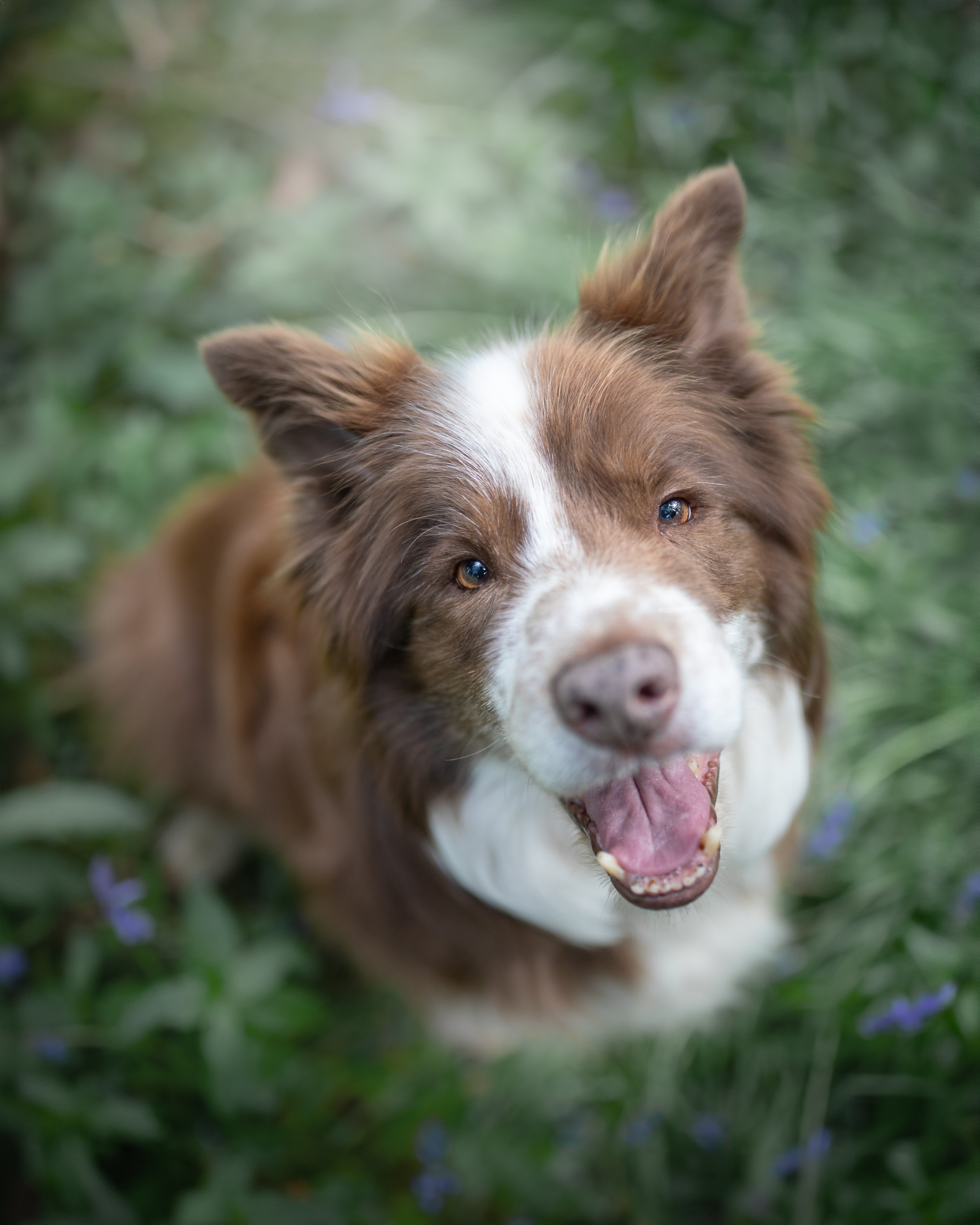 Outdoor dog portrait session by Jane Rowland Photography