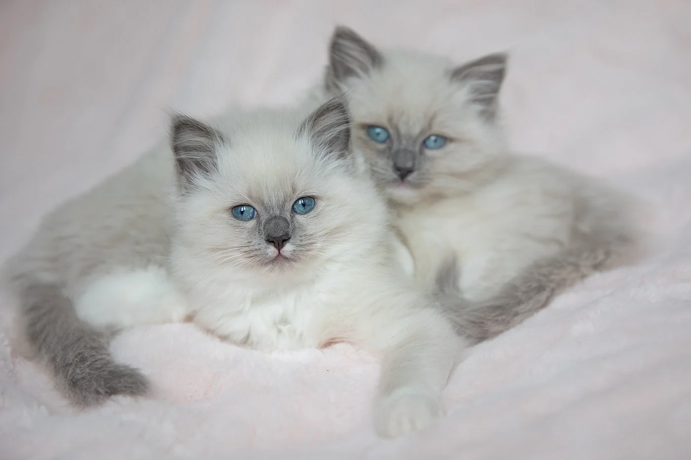 In home fine art studio cat portrait of two Ragdoll kittens by Jane Rowland Photography