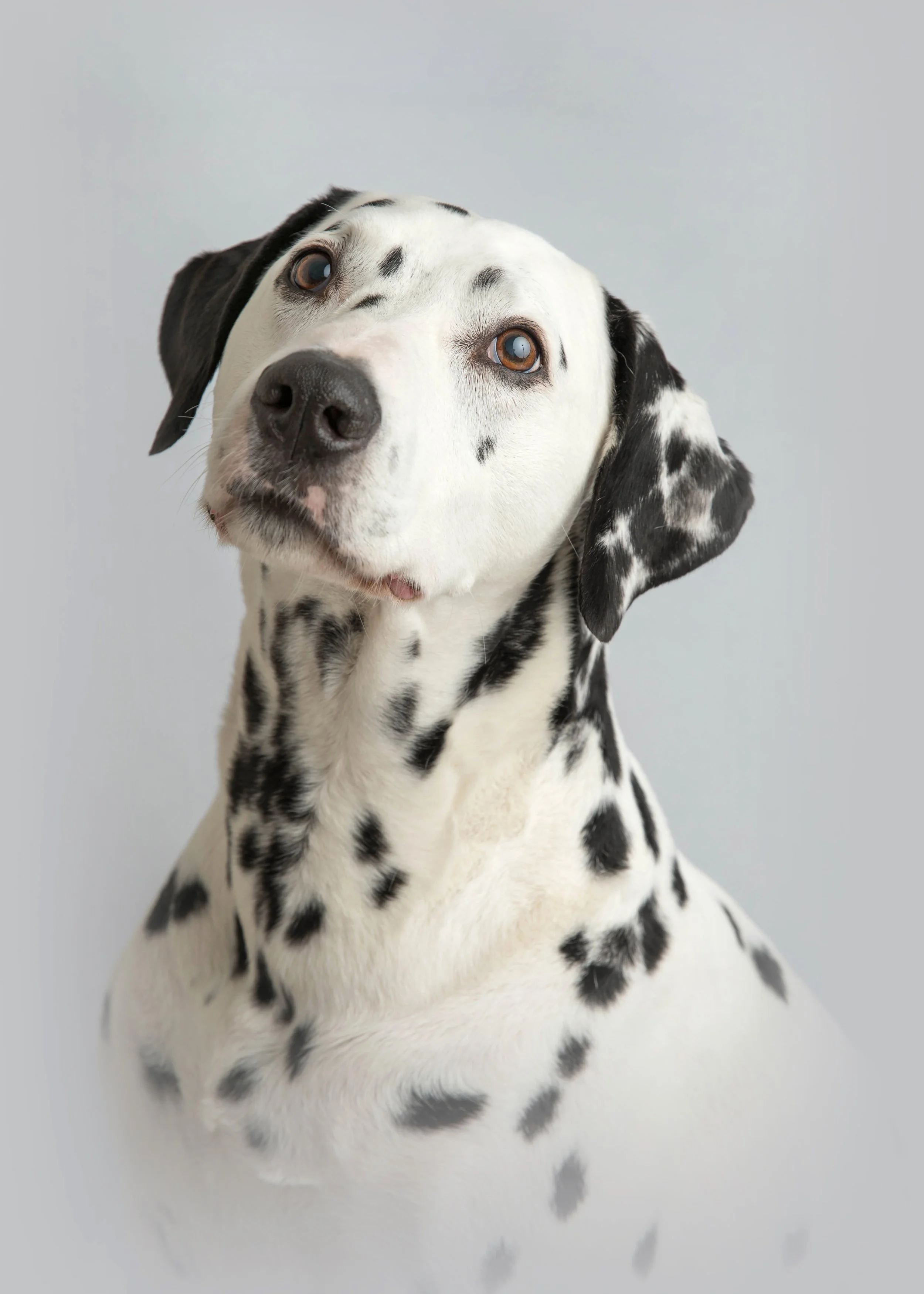 In home fine art studio portrait of a dalmation by Jane Rowland Photography