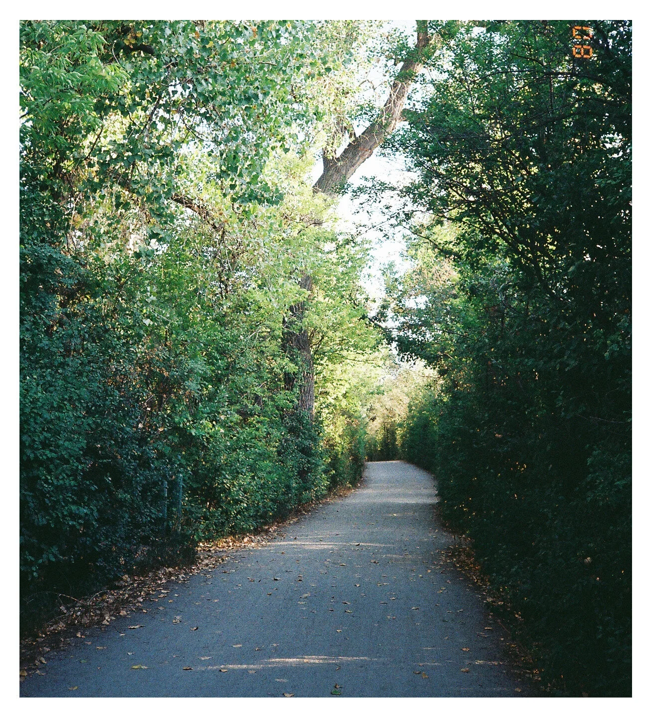 Summer walks 2020