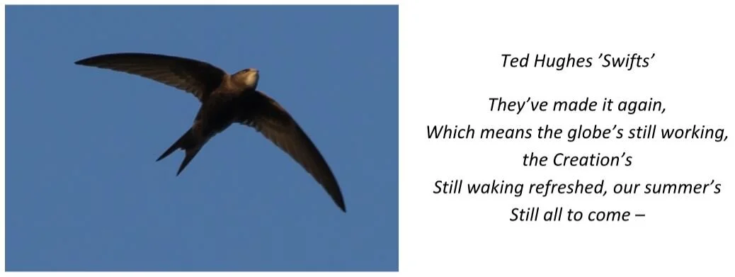 Swifts.JPG